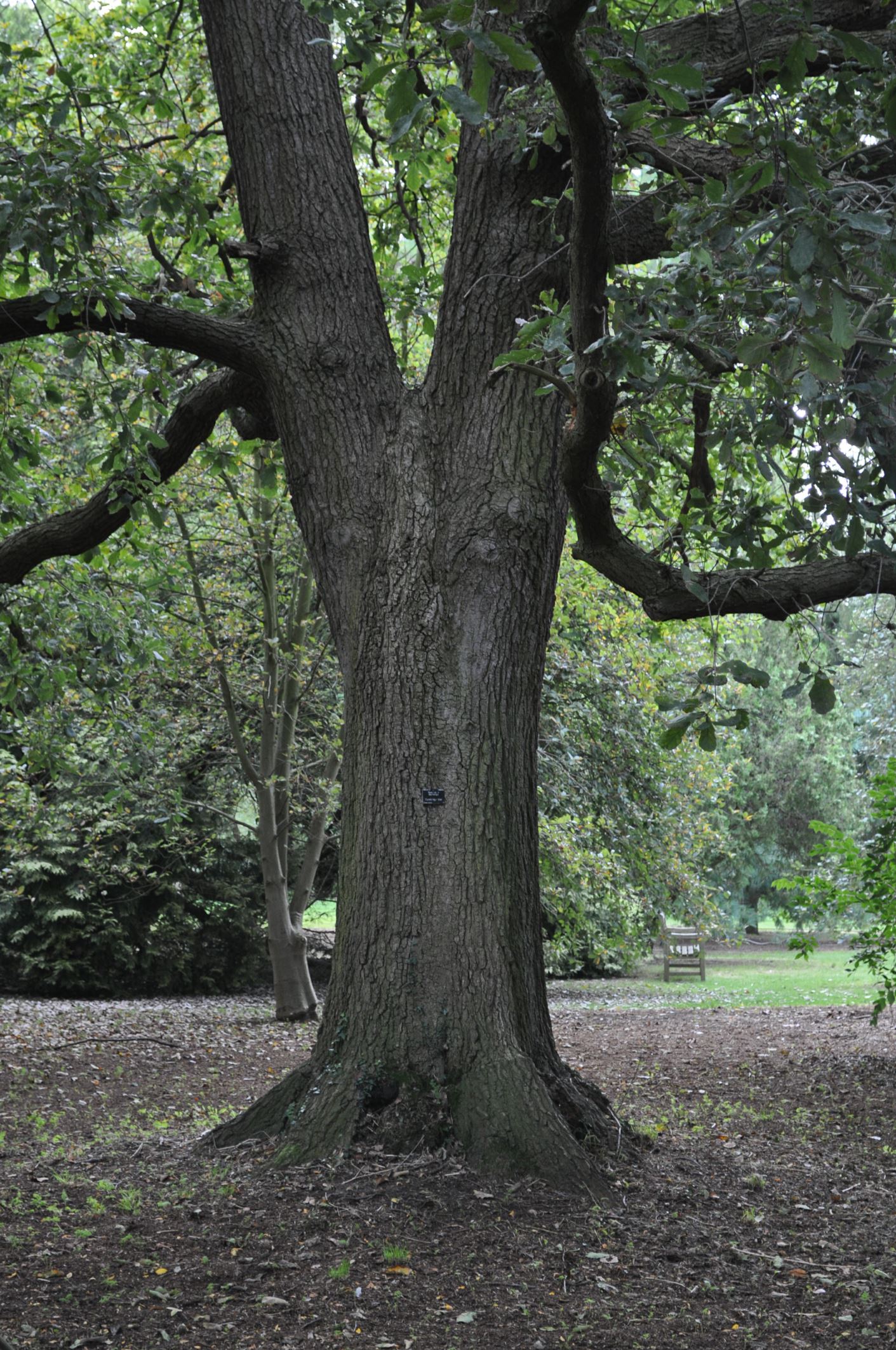 Image of Quercus Ã— warburgii
