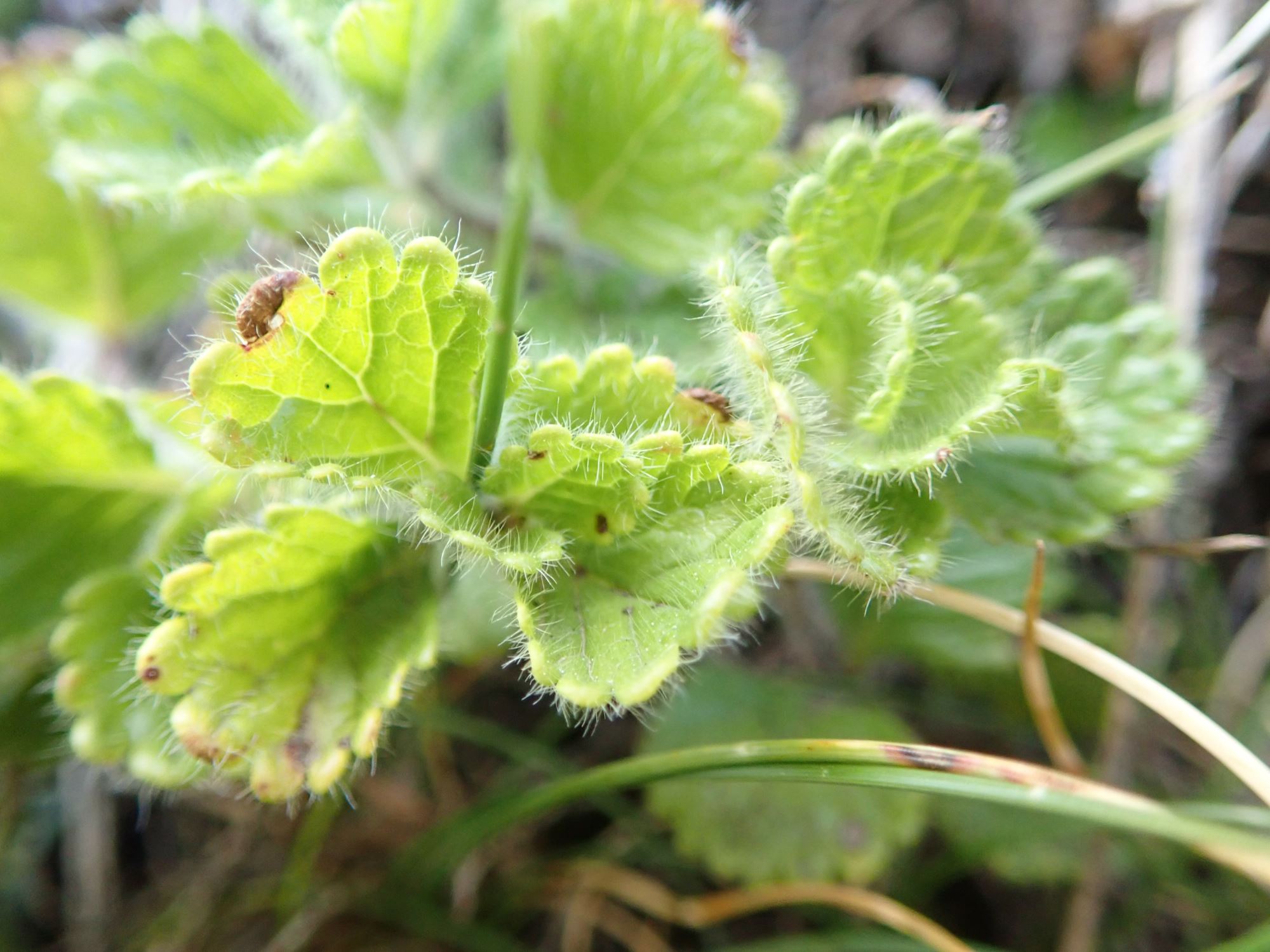 Image of Teucrium pyrenaicum