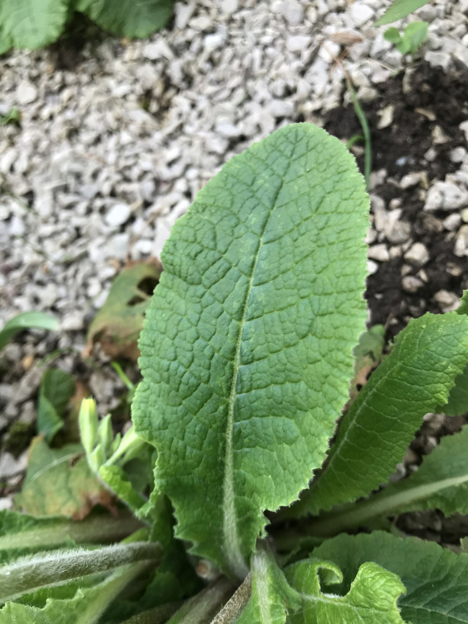 Image of Primula veris