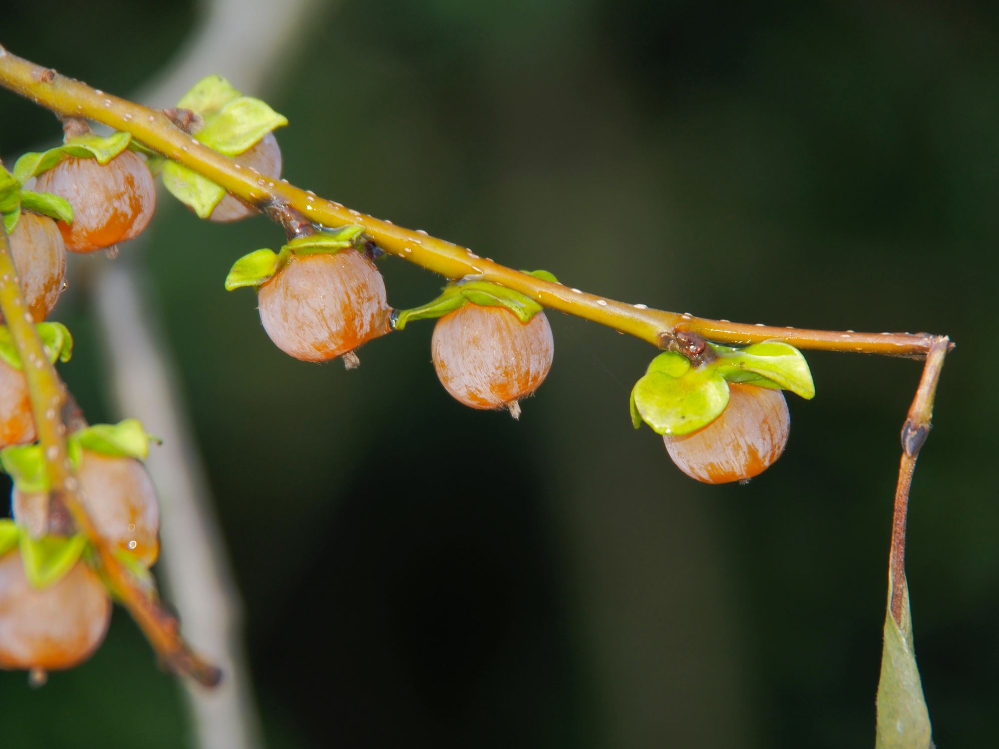 Image of Diospyros lotus