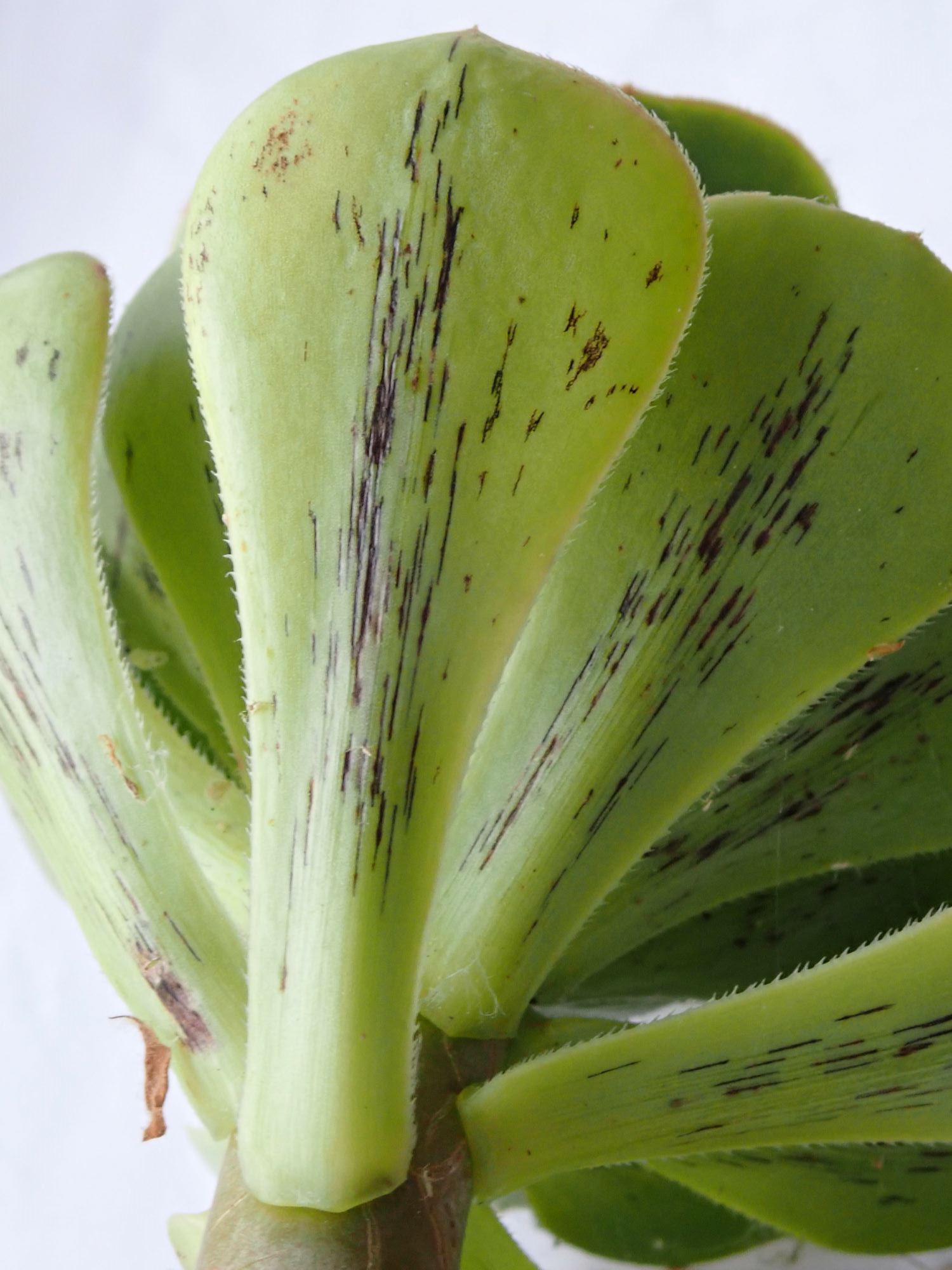 Image of Aeonium arboreum var. arboreum