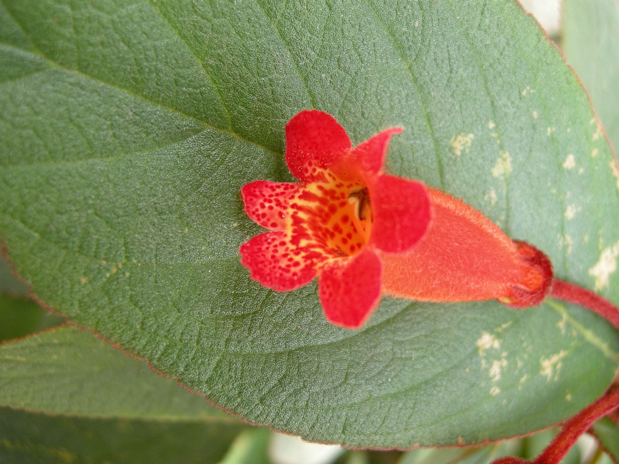 Image of Kohleria eriantha