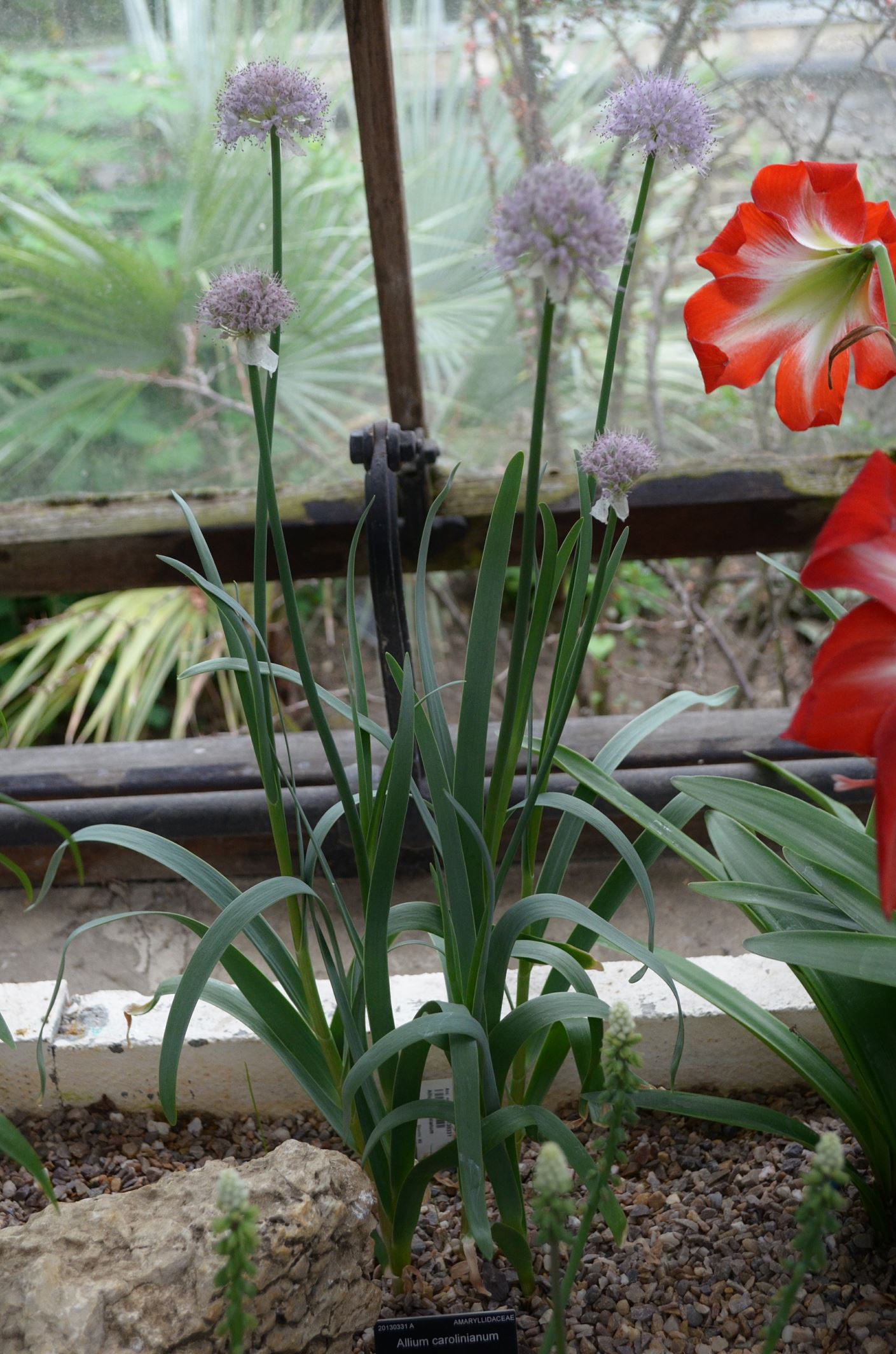 Image of Allium carolinianum