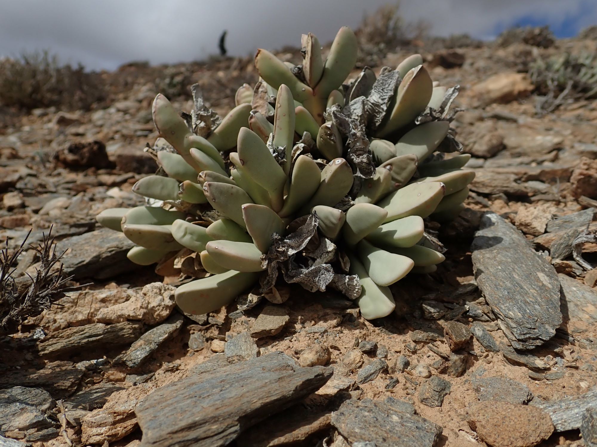 Image of Hartmanthus sp.
