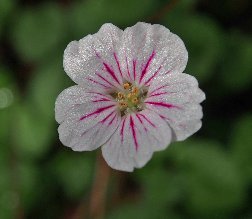 Image of Erodium reichardii