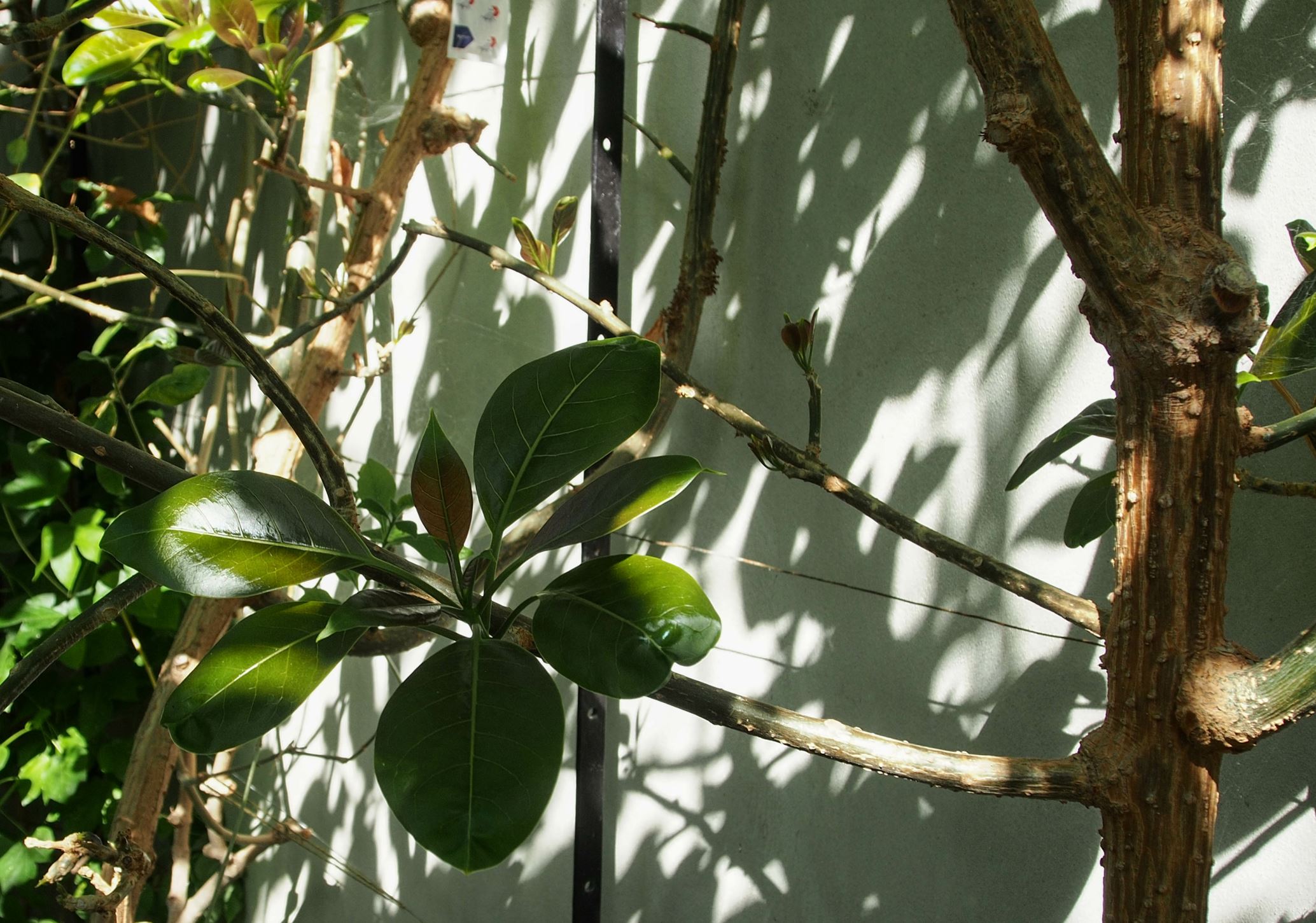Image of Solandra maxima