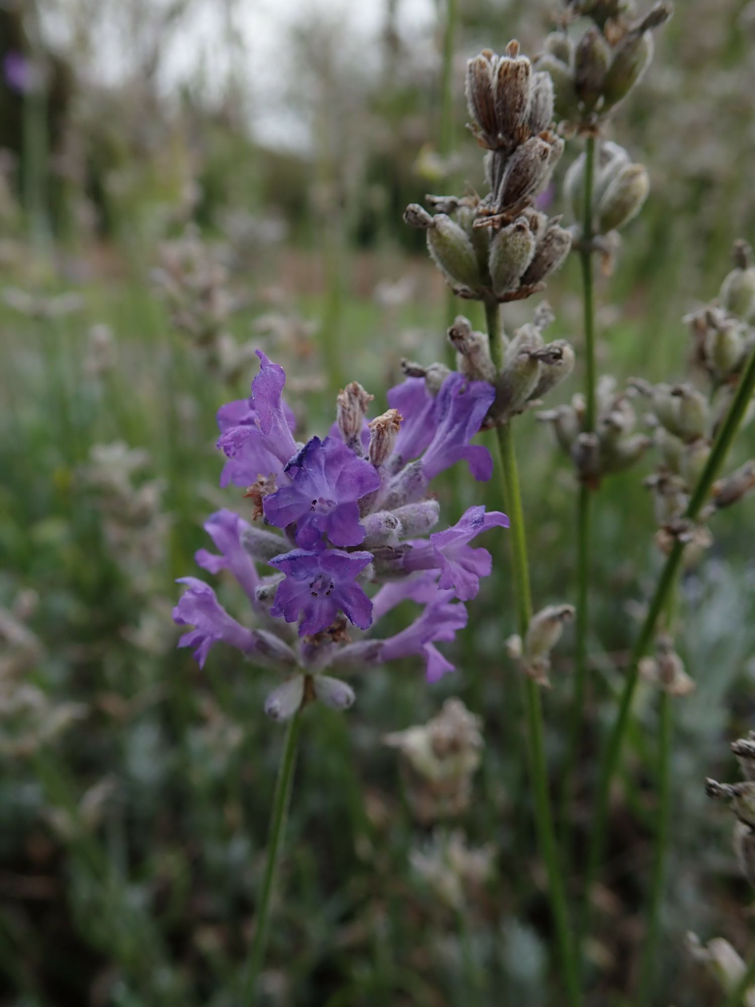 Image of Lavandula angustifolia subsp. angustifolia 'Little Lottie'