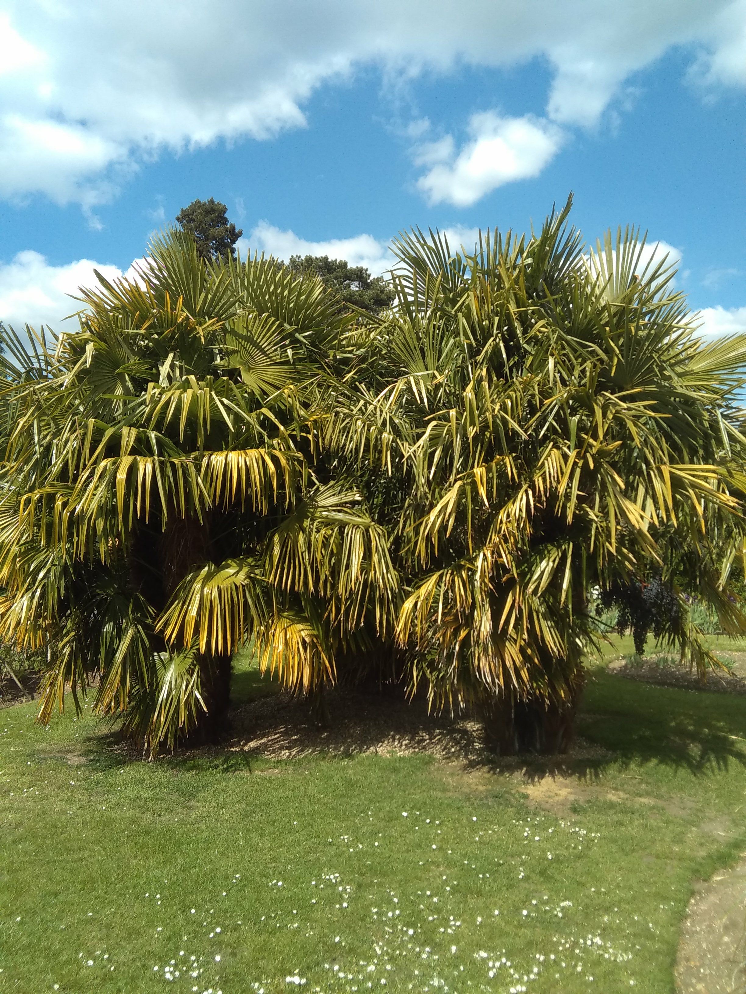 Image of Trachycarpus fortunei