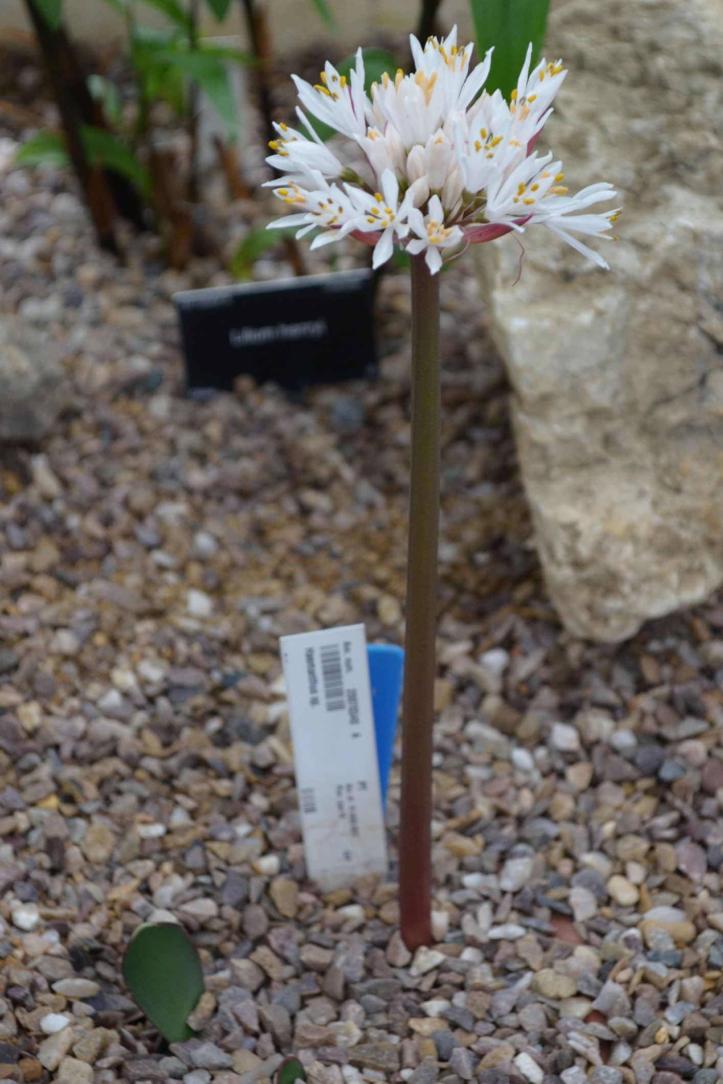 Image of Haemanthus sp.