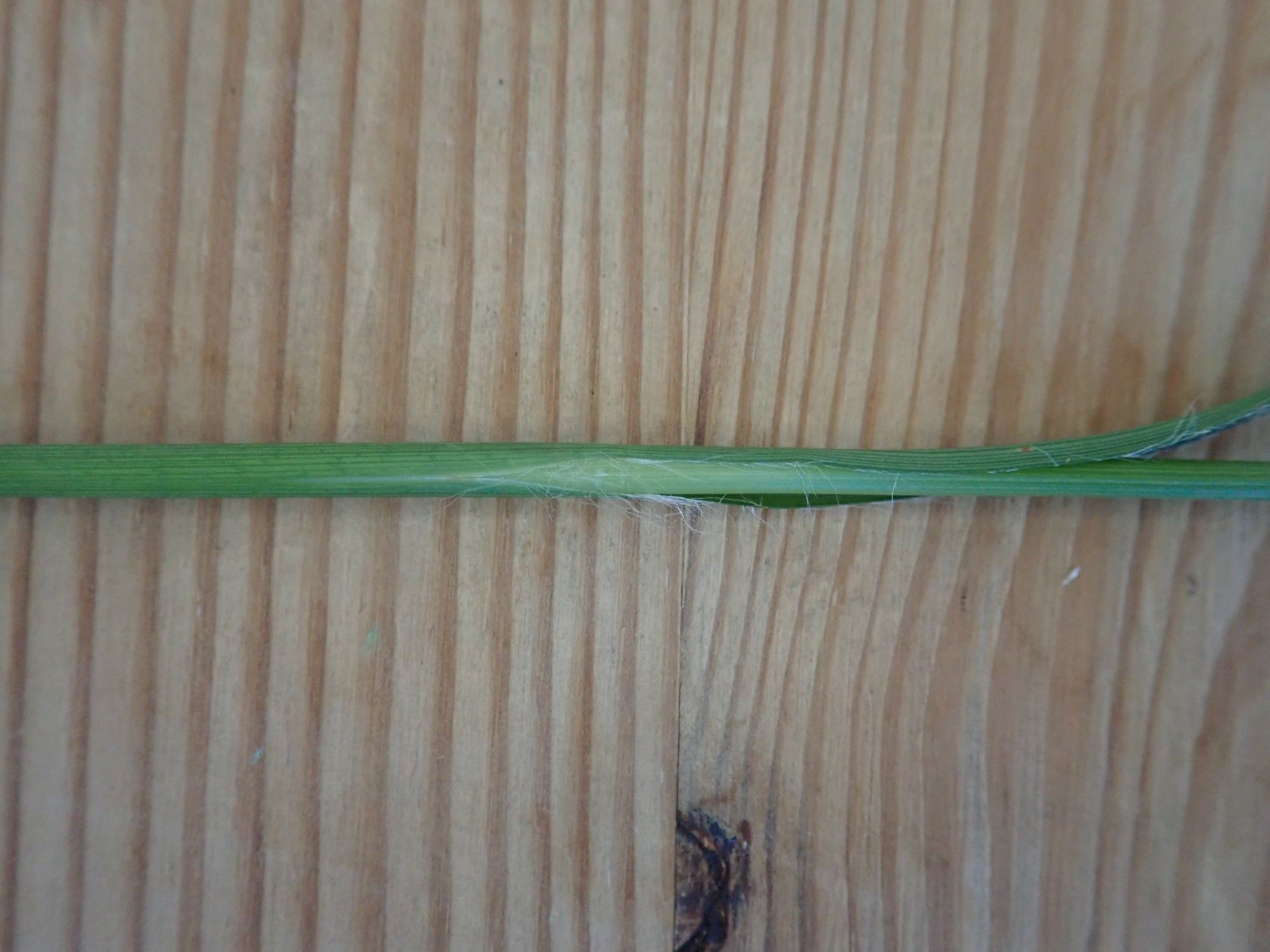 Image of Luzula sylvatica