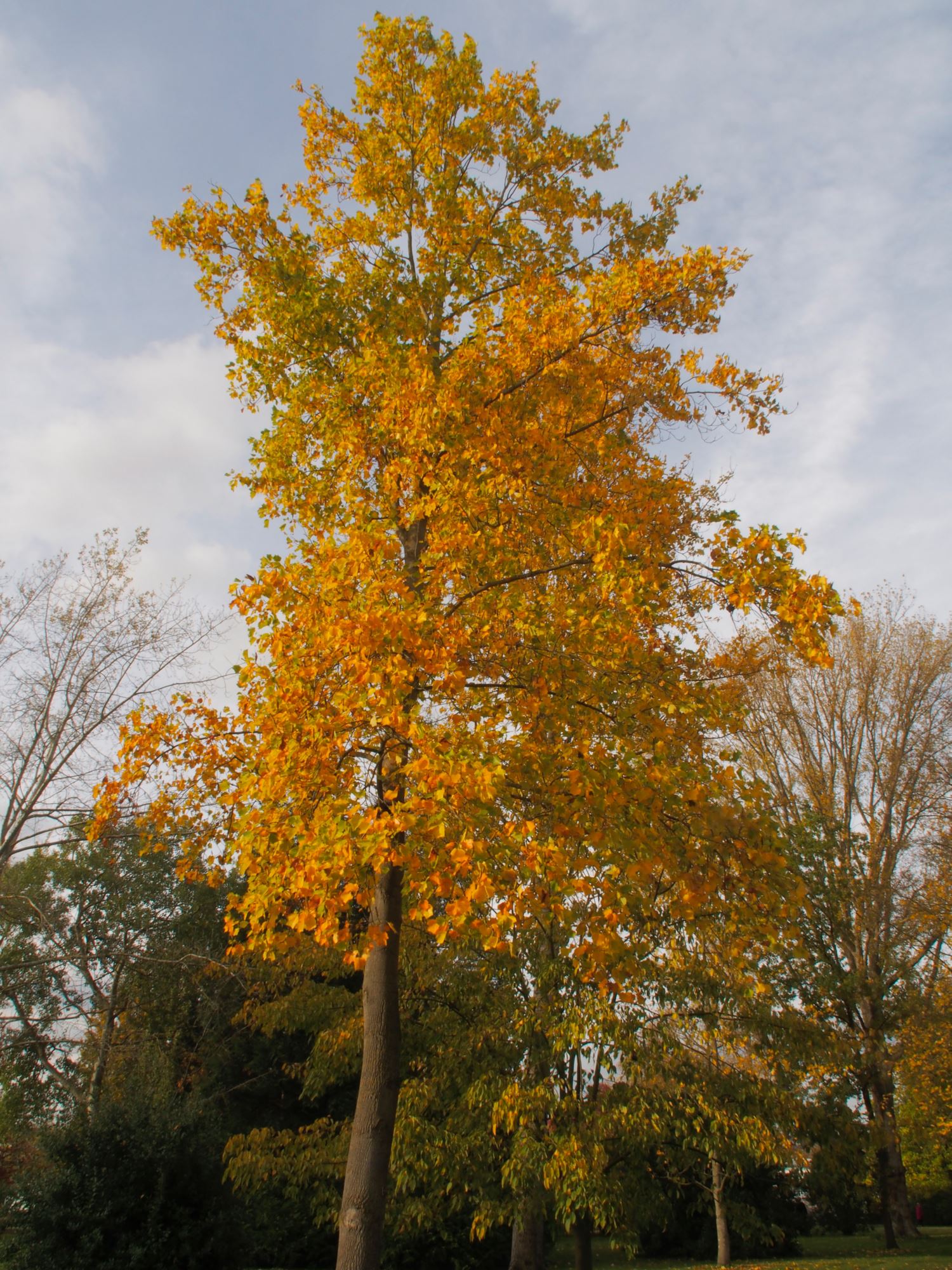 Image of Liriodendron tulipifera