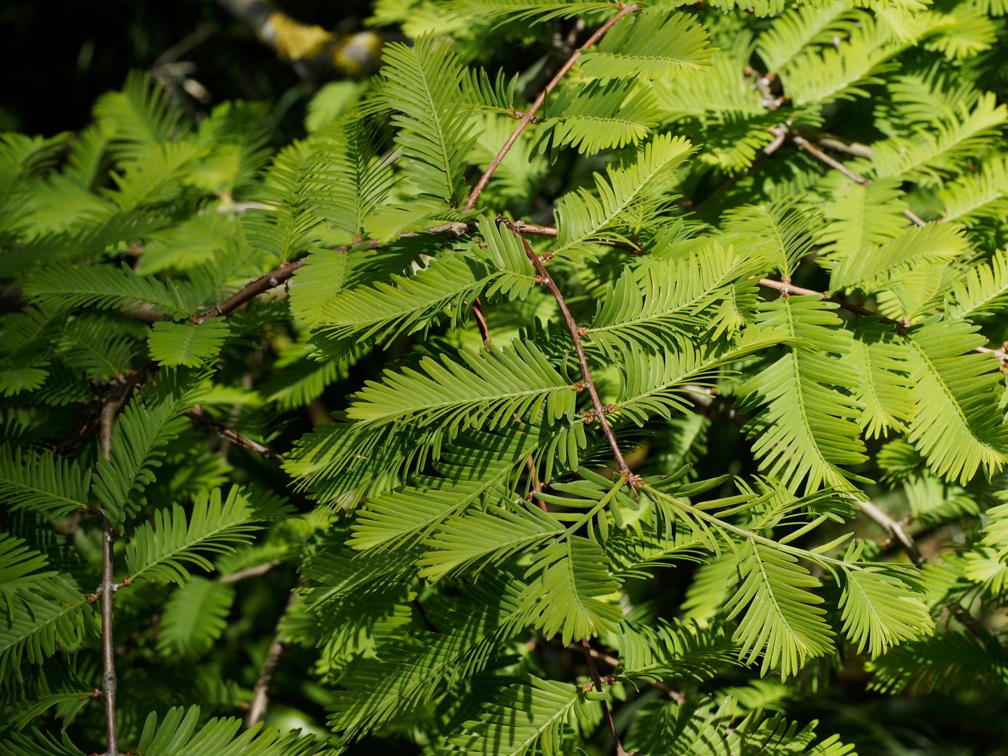Image of Metasequoia glyptostroboides