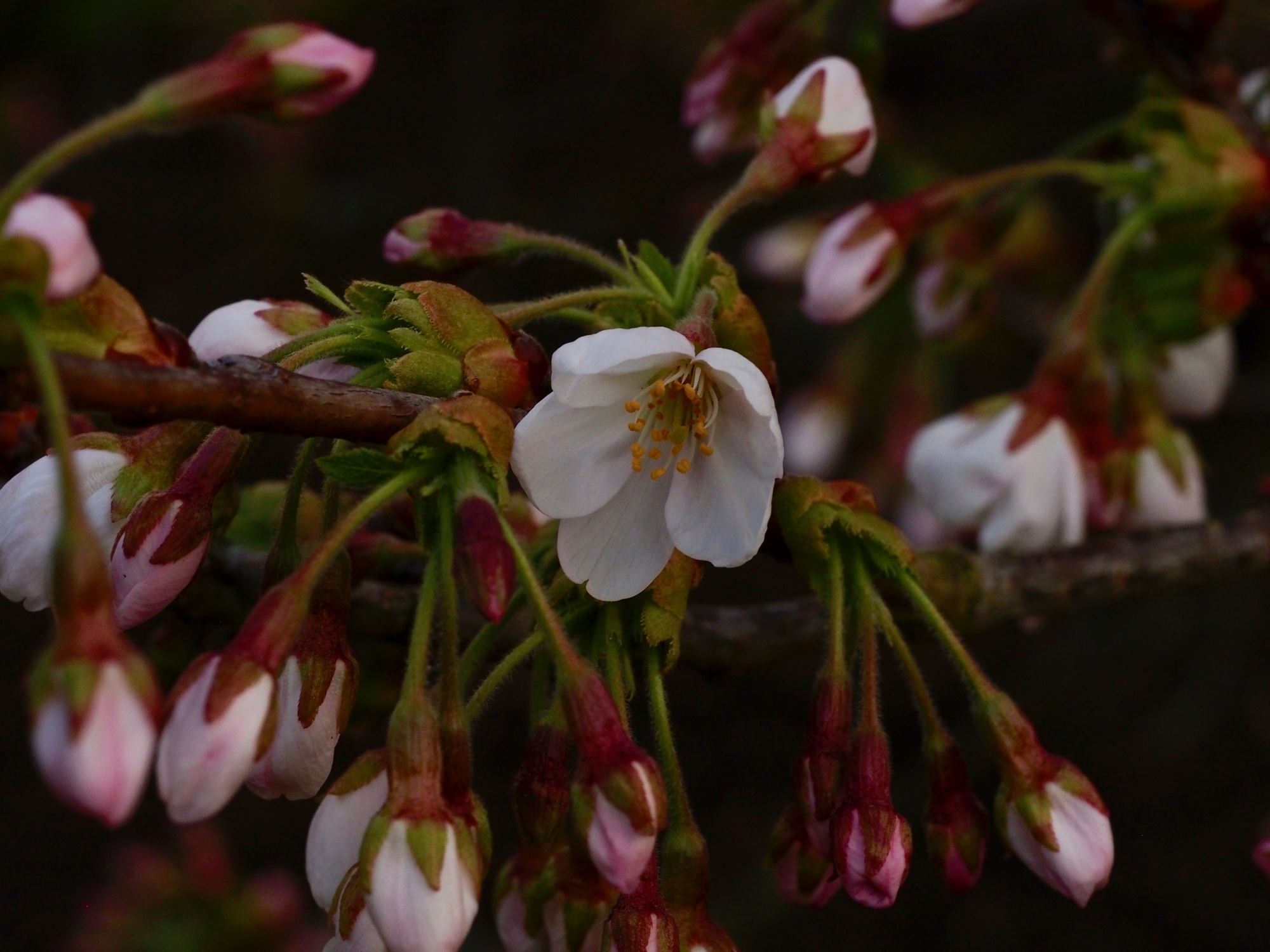 Image of Prunus Ã— yedoensis