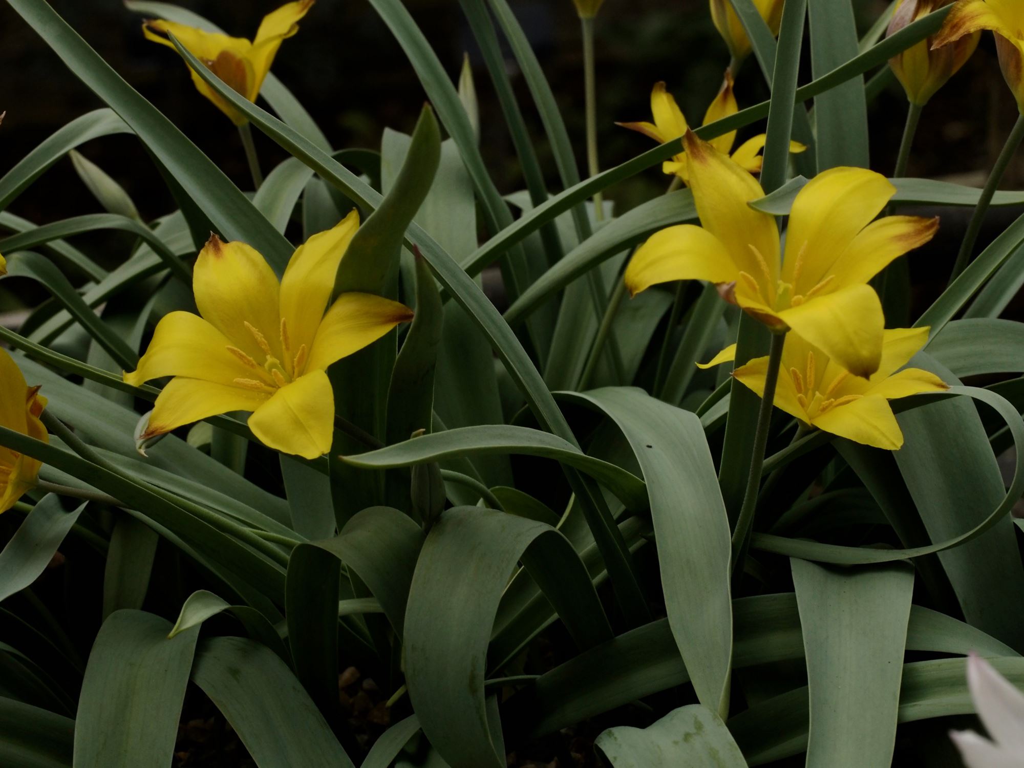 Image of Tulipa kolpakowskiana