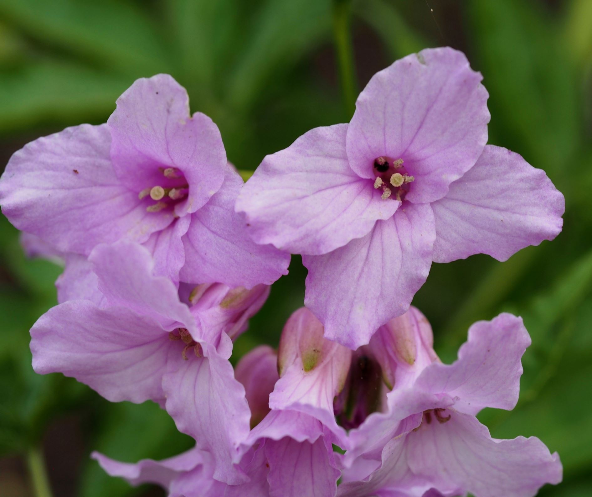 Image of Cardamine pentaphyllos