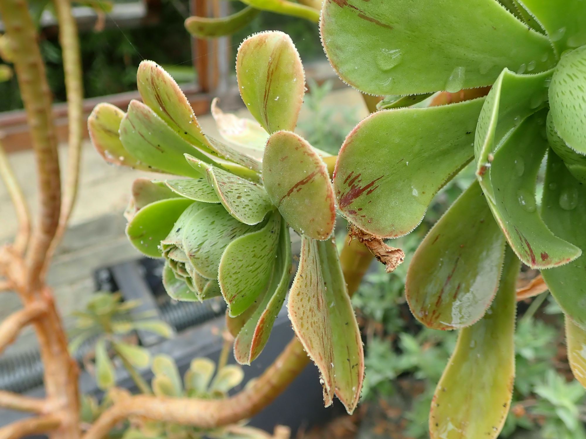 Image of Aeonium spathulatum