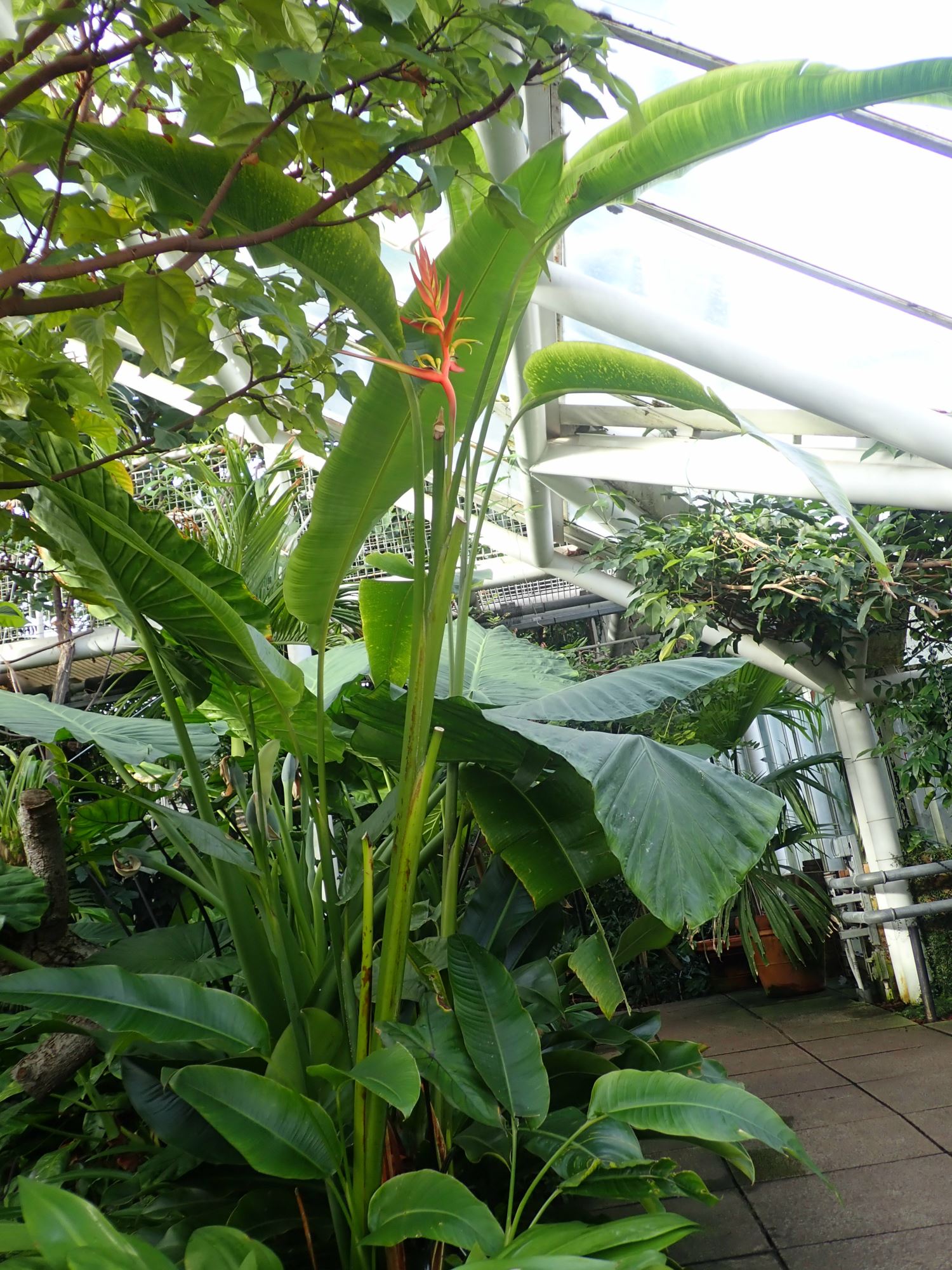 Image of Heliconia latispatha