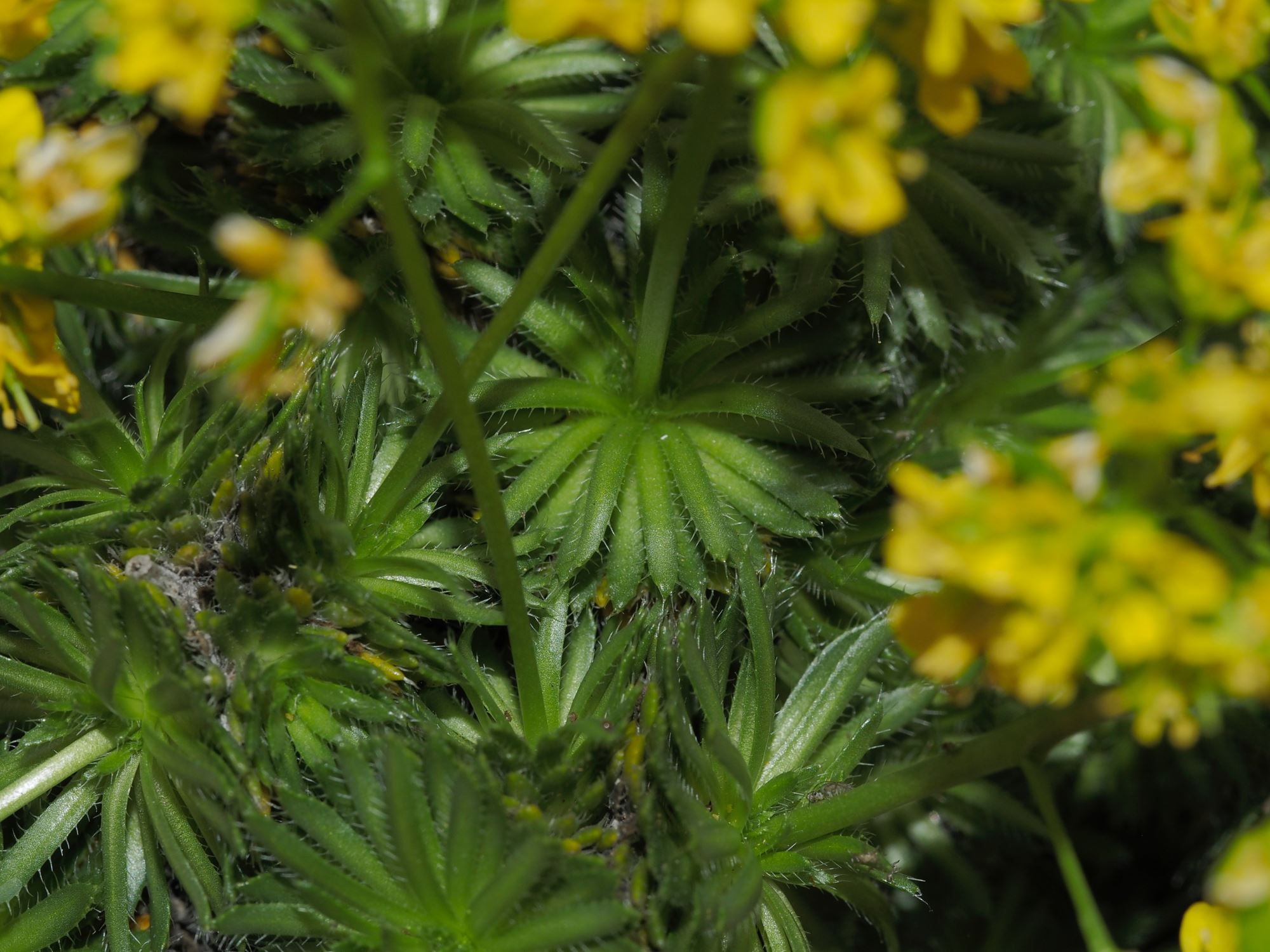 Image of Draba aizoides