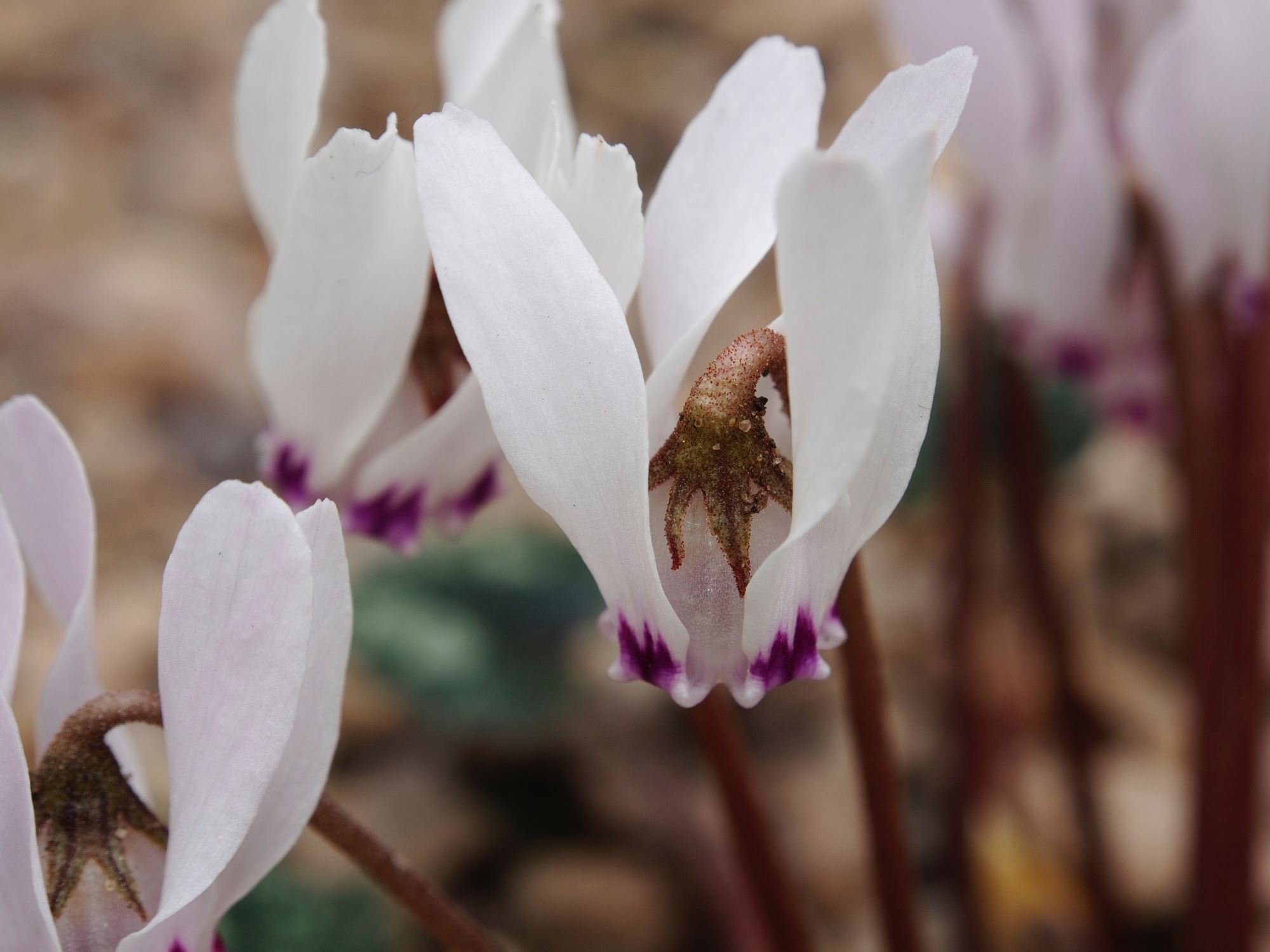 Image of Cyclamen cyprium