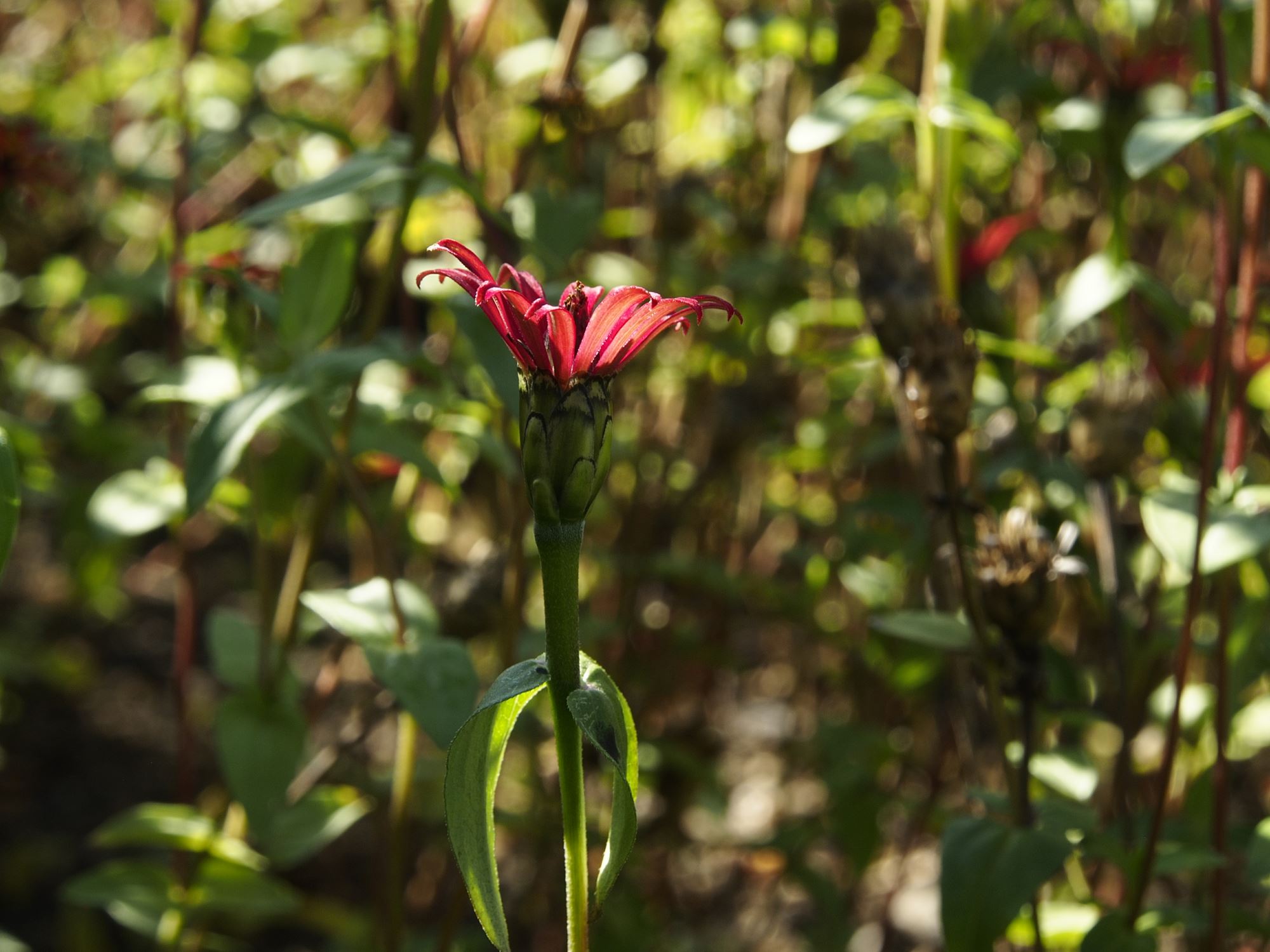 Image of Zinnia peruviana