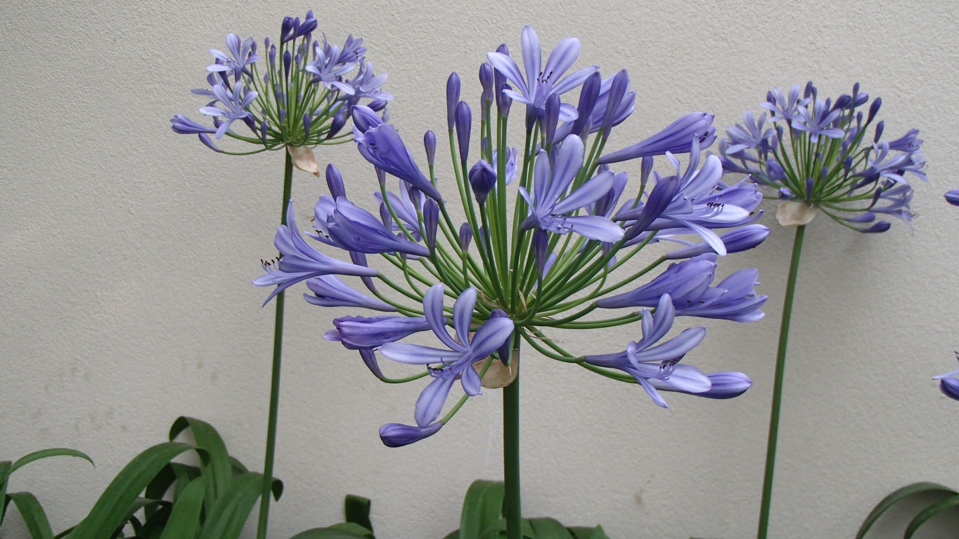 Image of Agapanthus praecox subsp. praecox