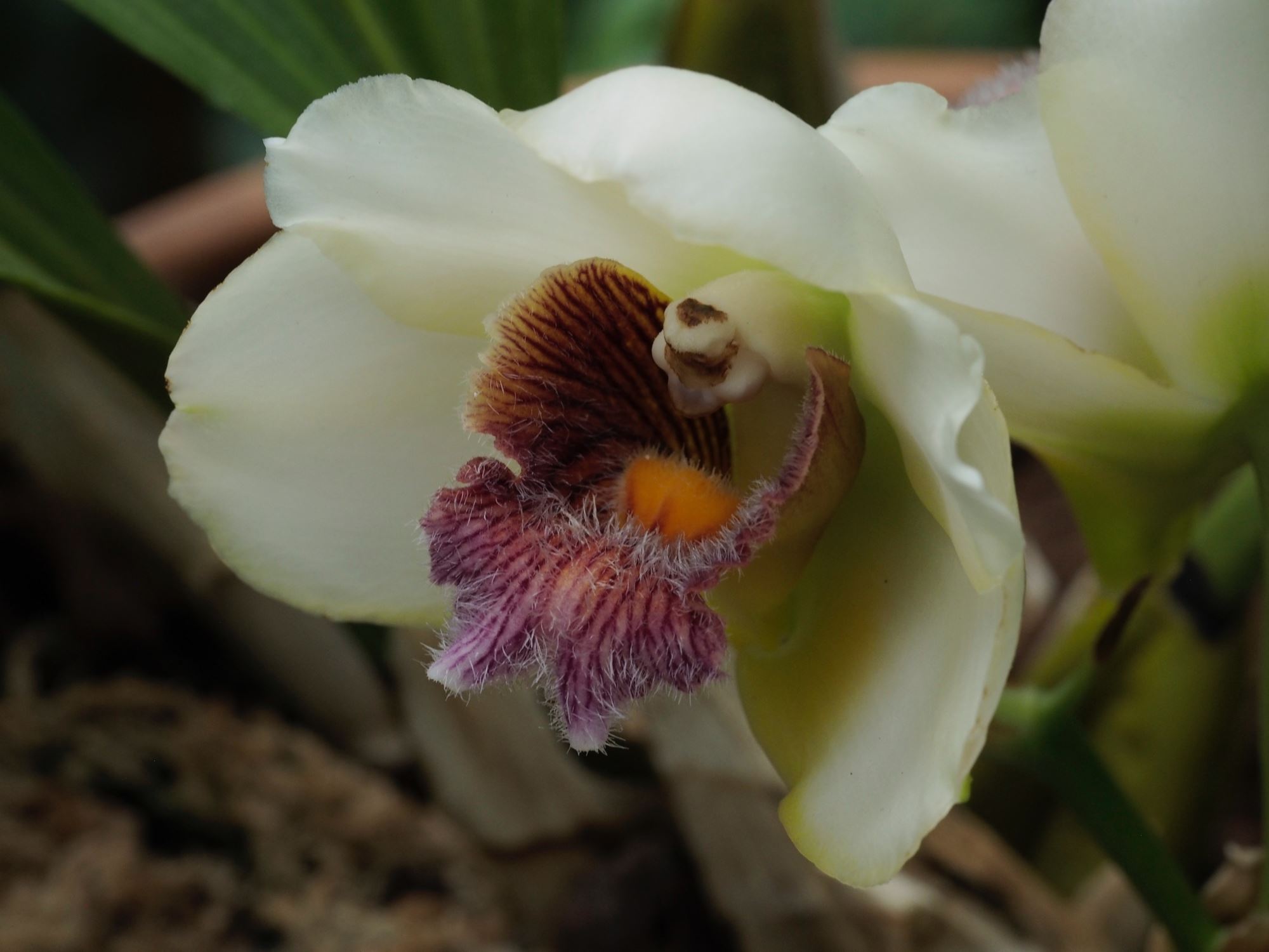 Image of Bifrenaria harrisoniae