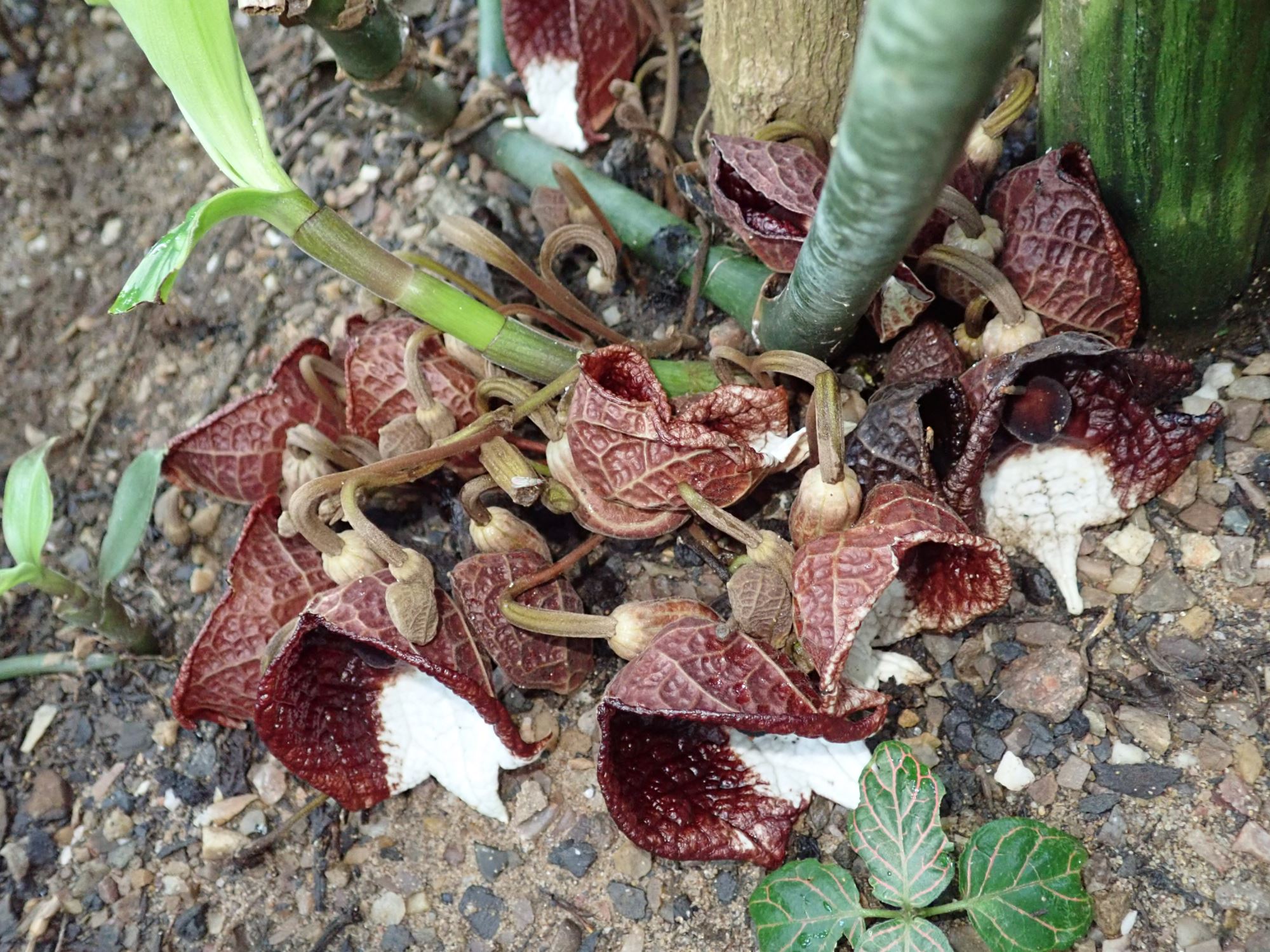 Image of Aristolochia arborea