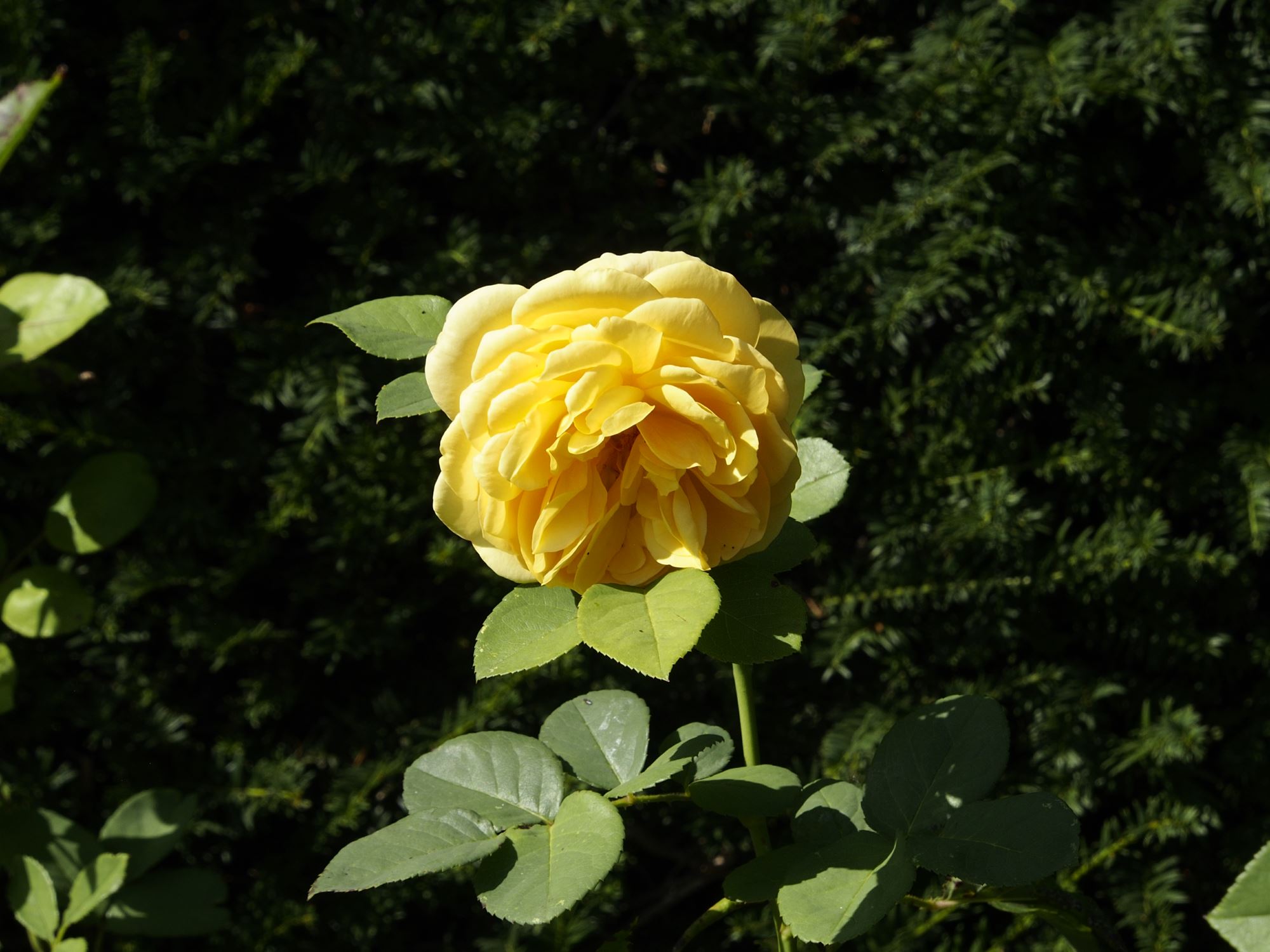 Image of Rosa 'Graham Thomas'