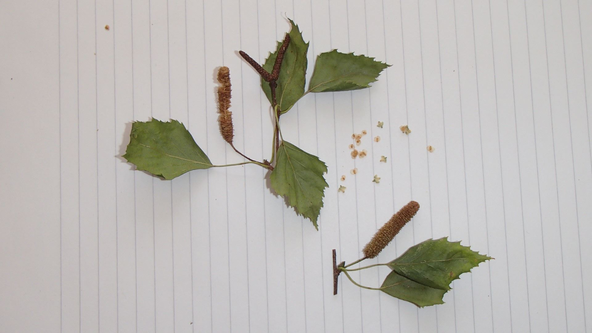 Image of Betula pendula subsp. pendula