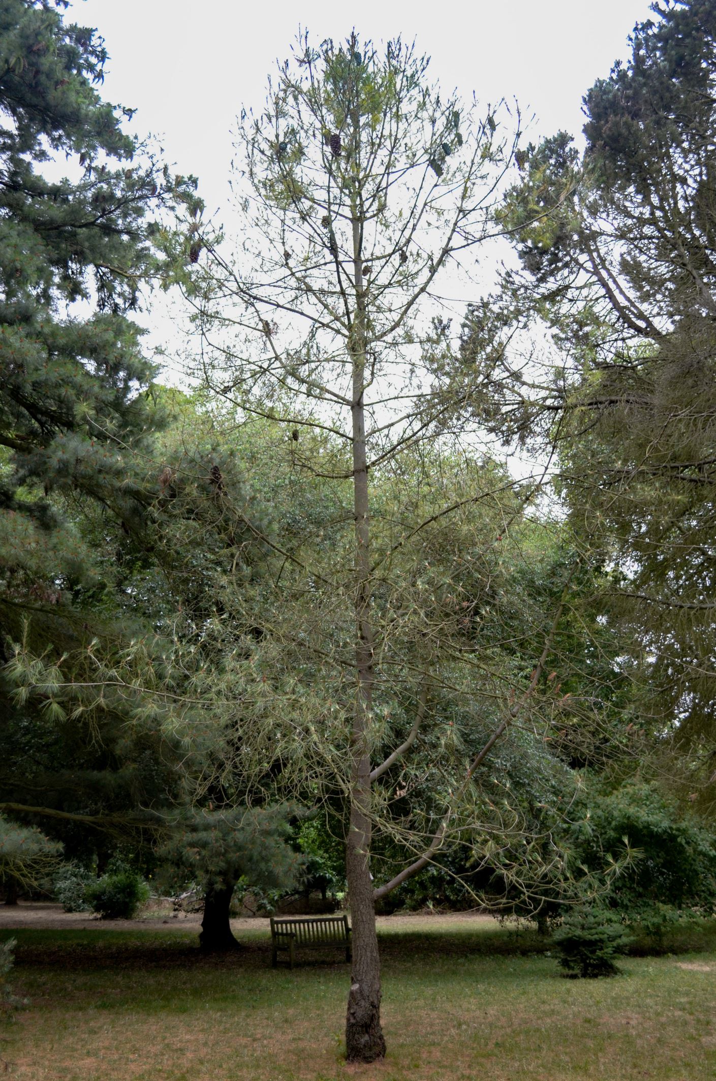 Image of Pinus armandii