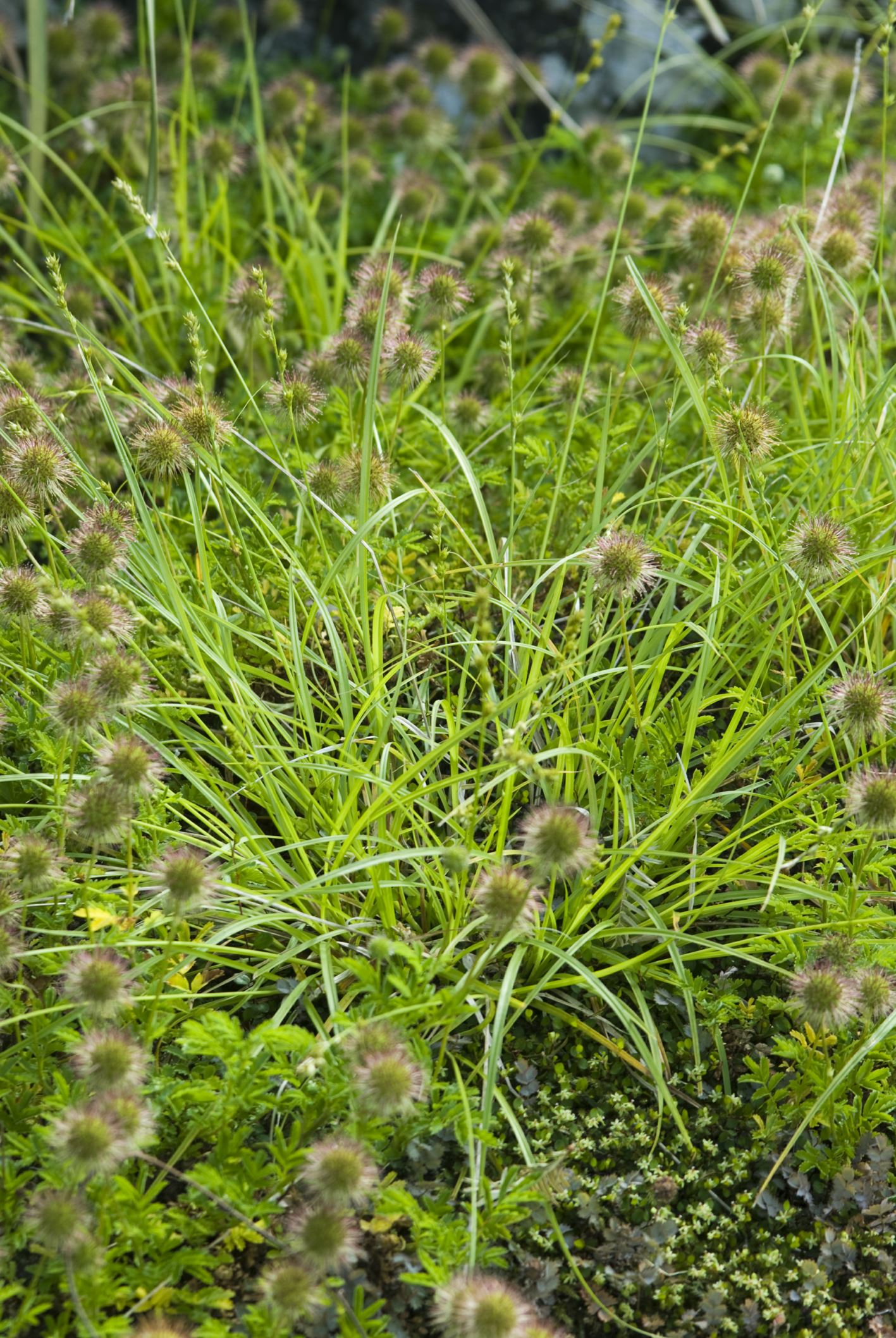 Image of Carex comans