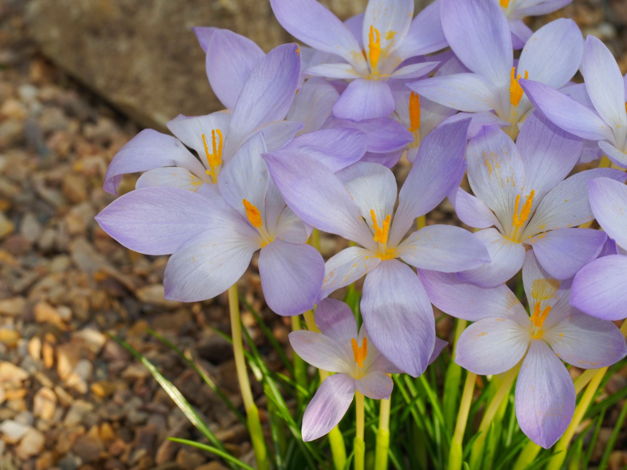 Image of Crocus goulimyi