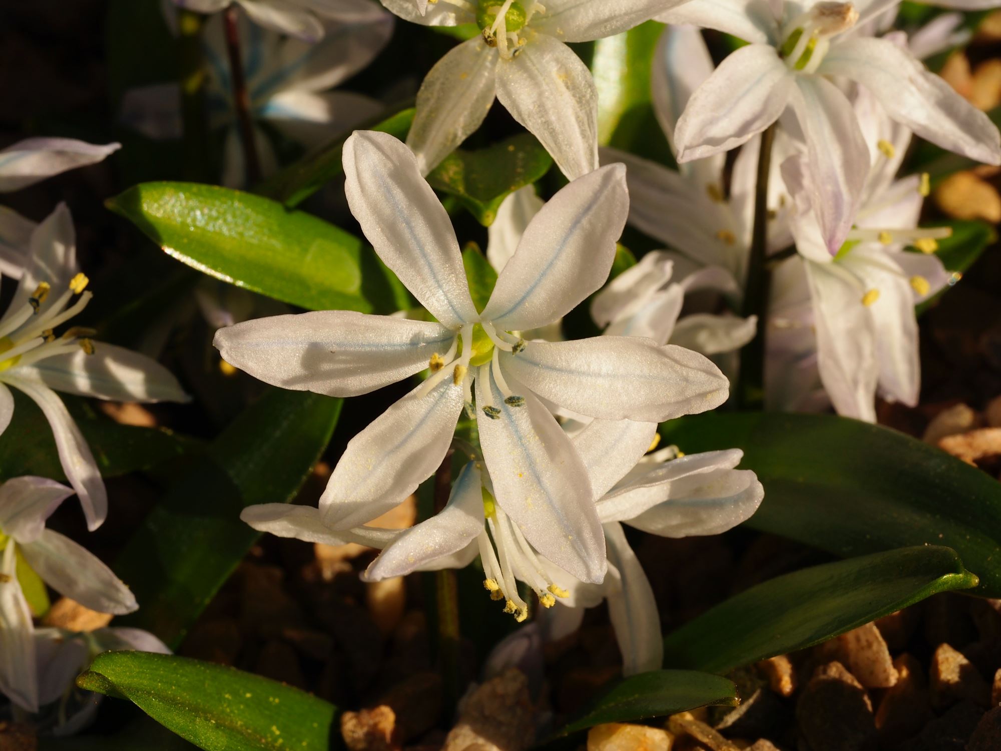 Image of Scilla mischtschenkoana