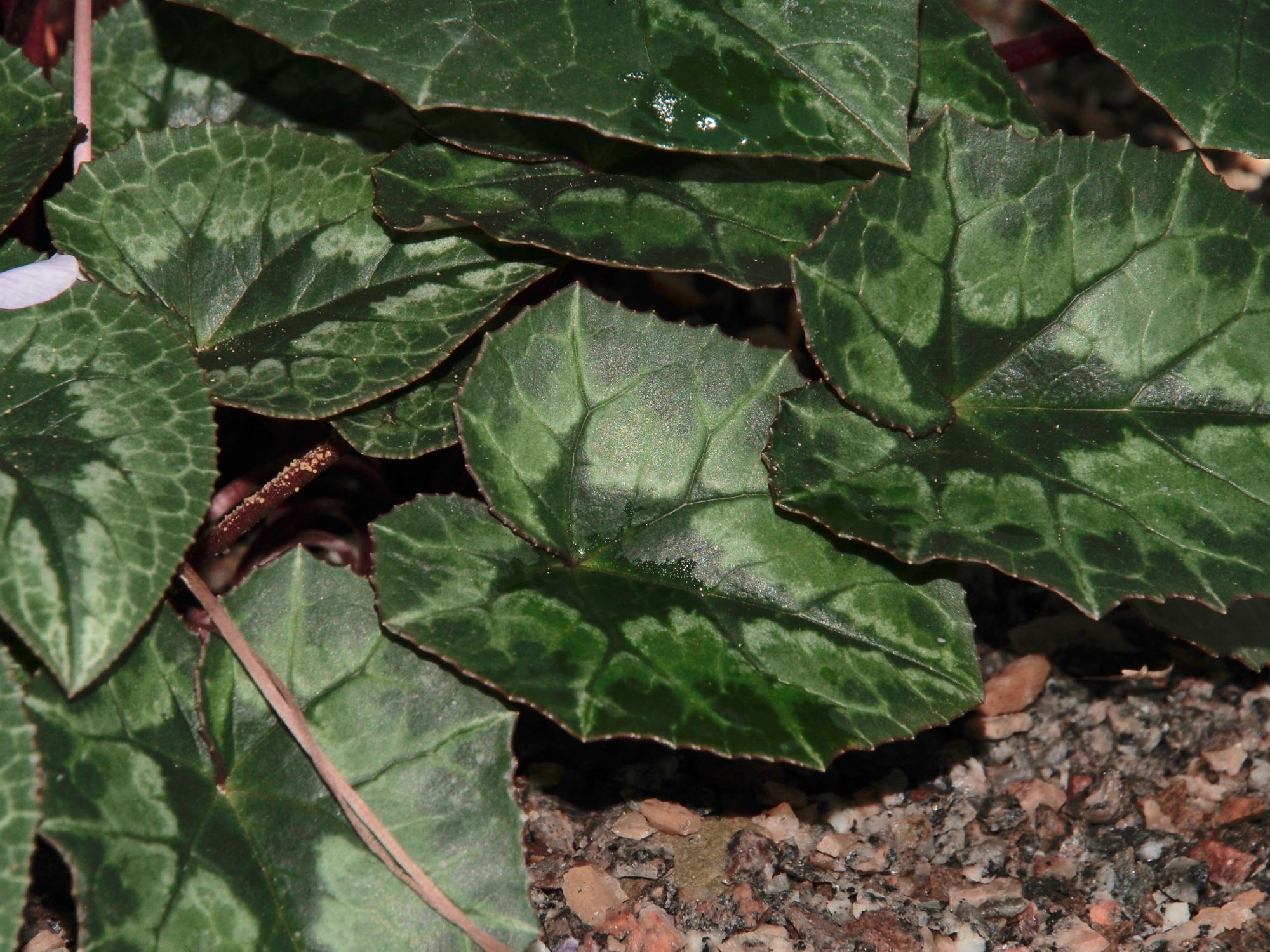 Image of Cyclamen africanum
