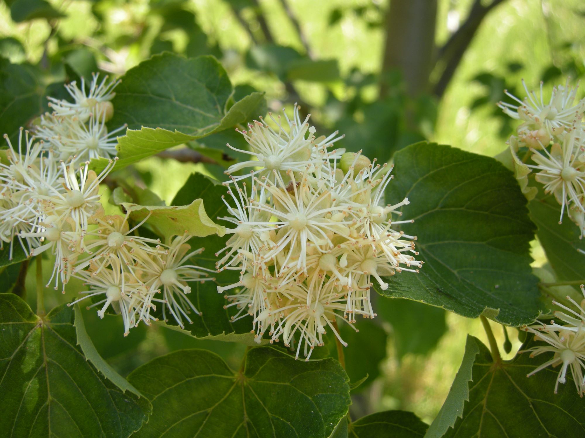 Image of Tilia amurensis subsp. taquetii
