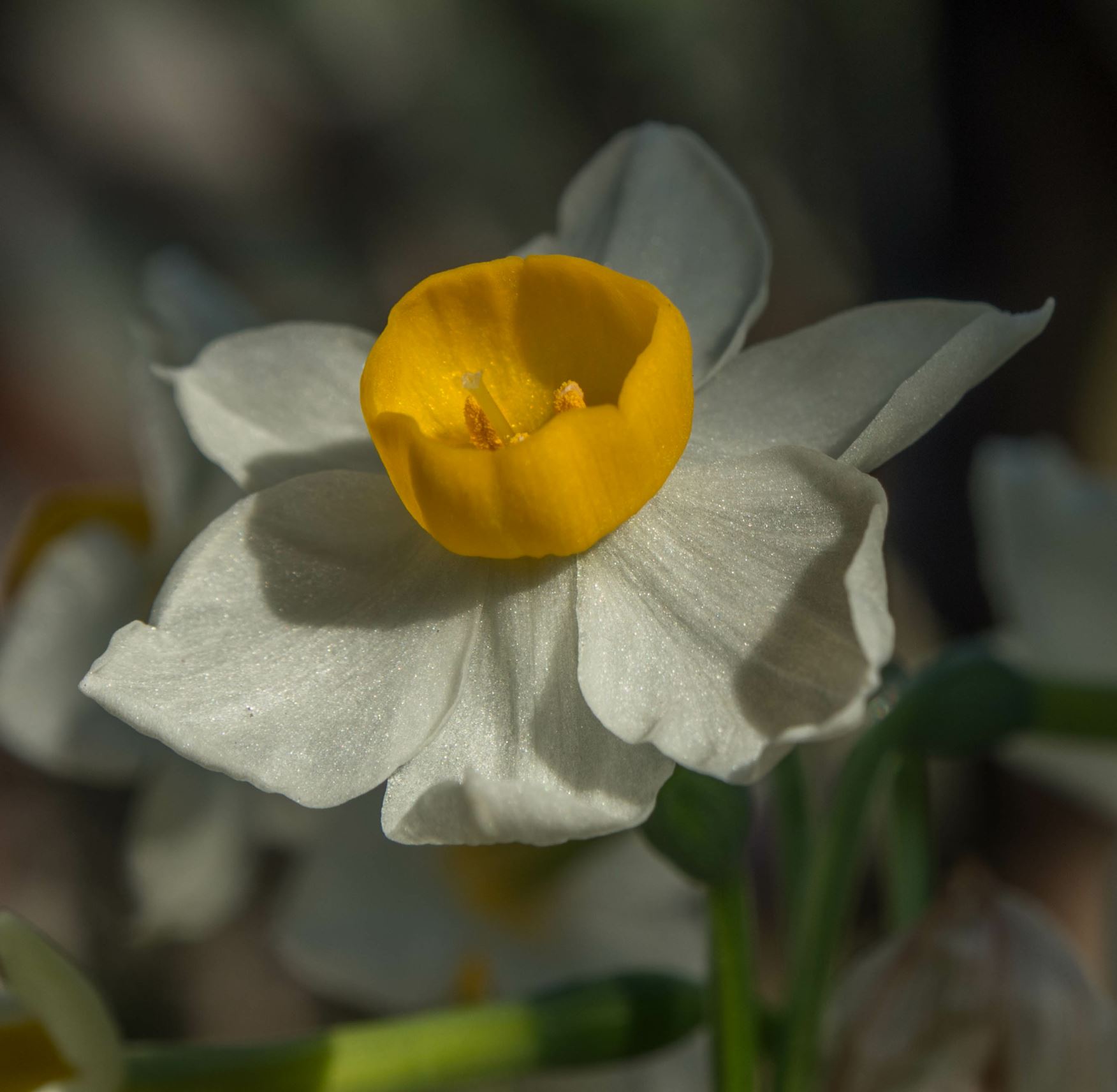 Image of Narcissus elegans