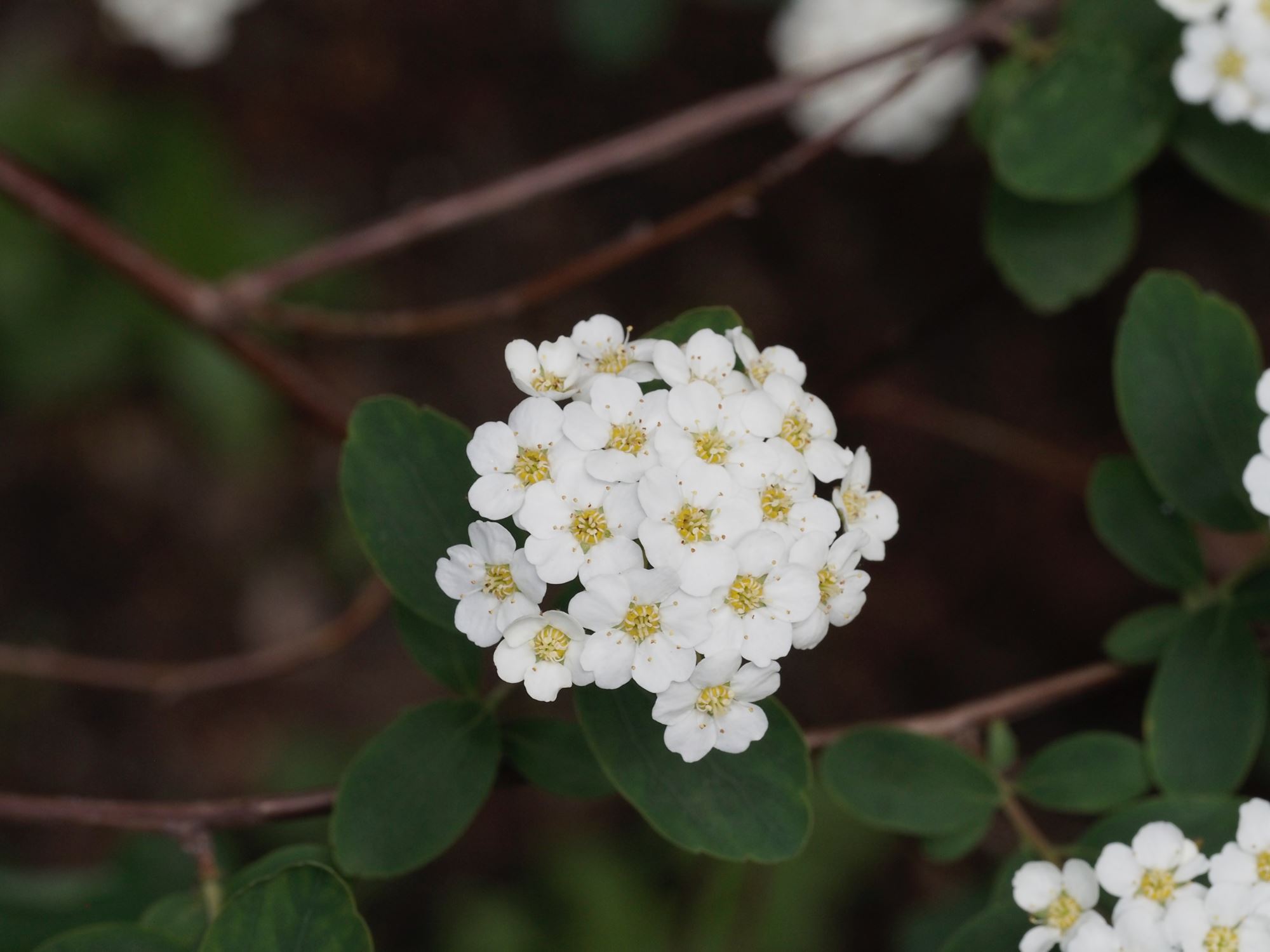 Image of Spiraea Ã— vanhouttei