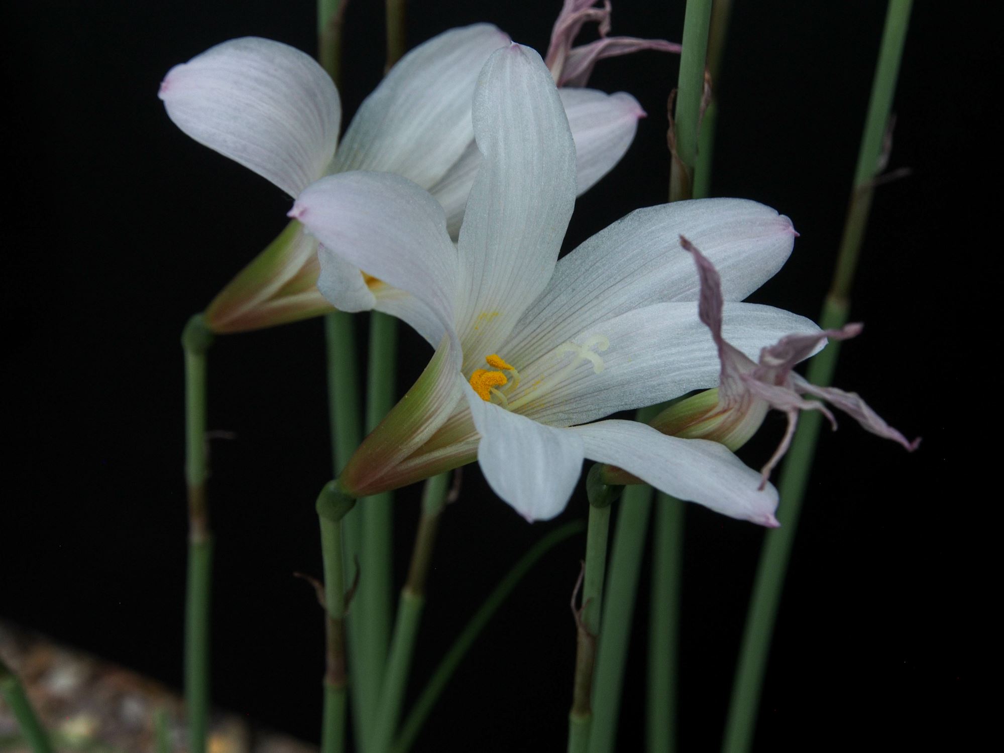 Image of Habranthus martinezii