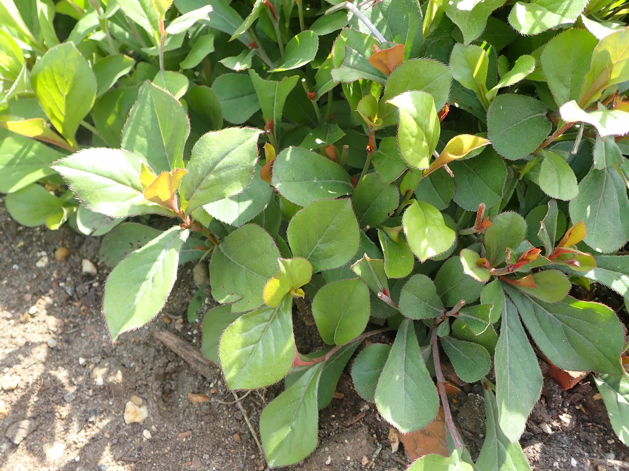 Image of Ceratostigma plumbaginoides