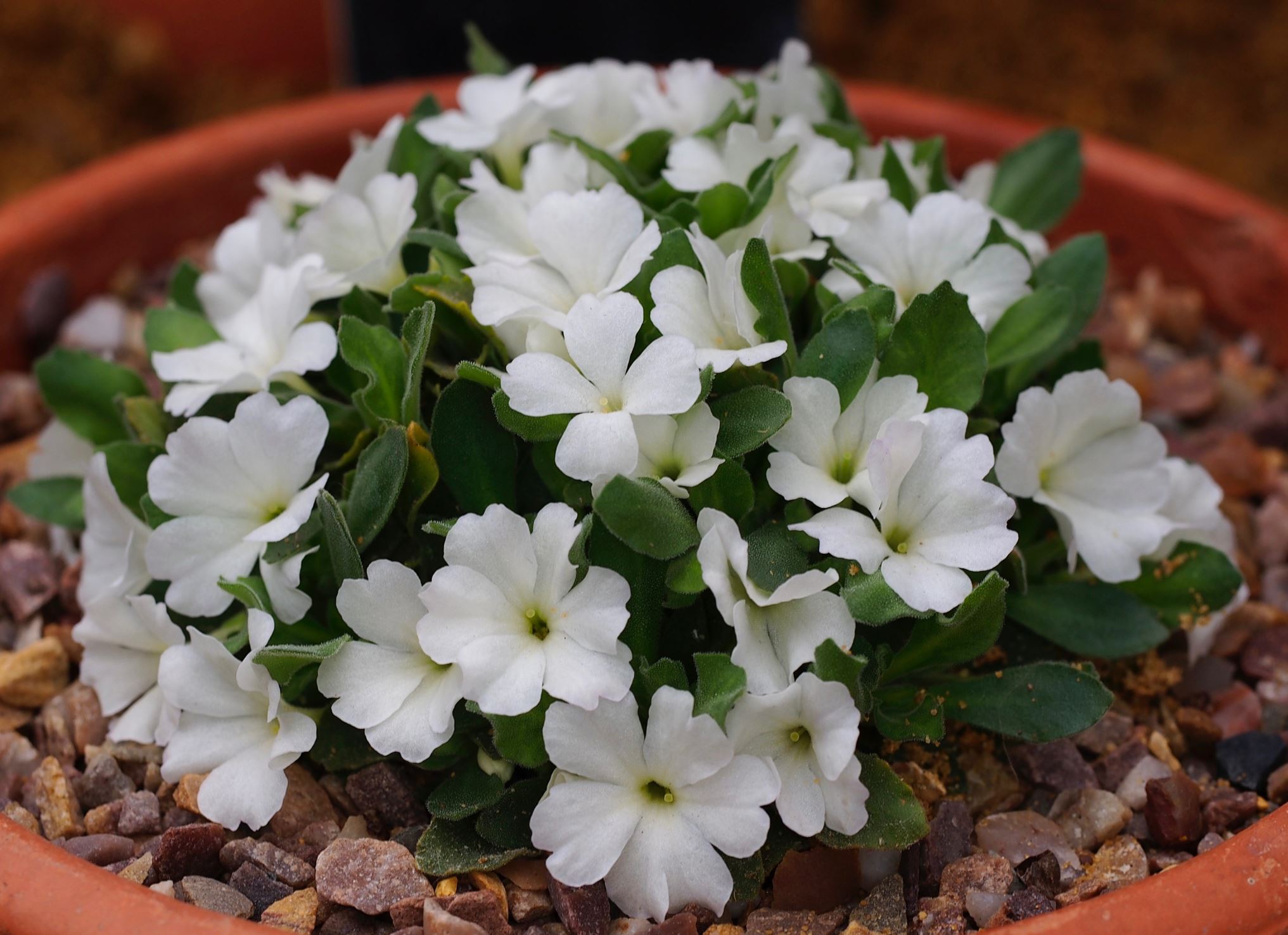 Image of Primula allionii