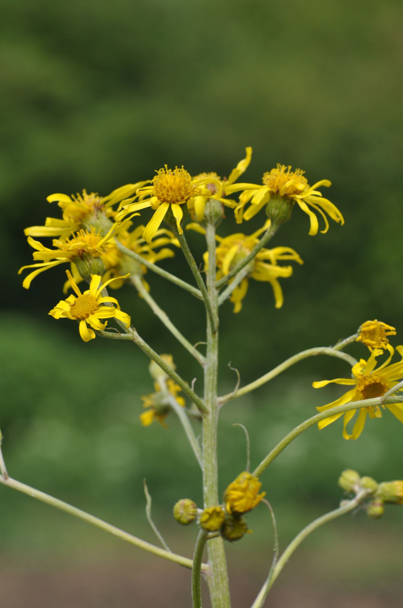 Image of Senecio paludosus