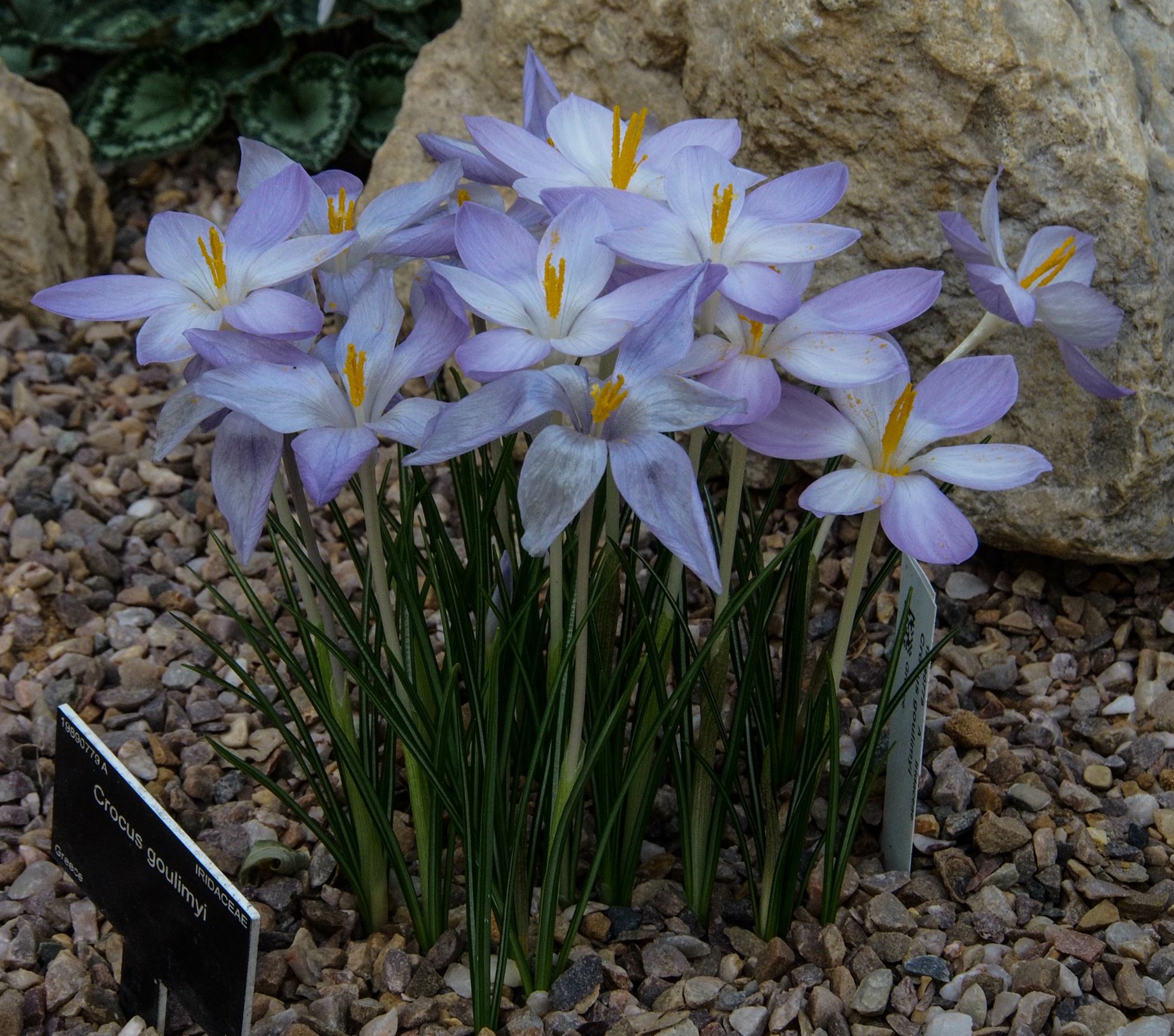Image of Crocus goulimyi