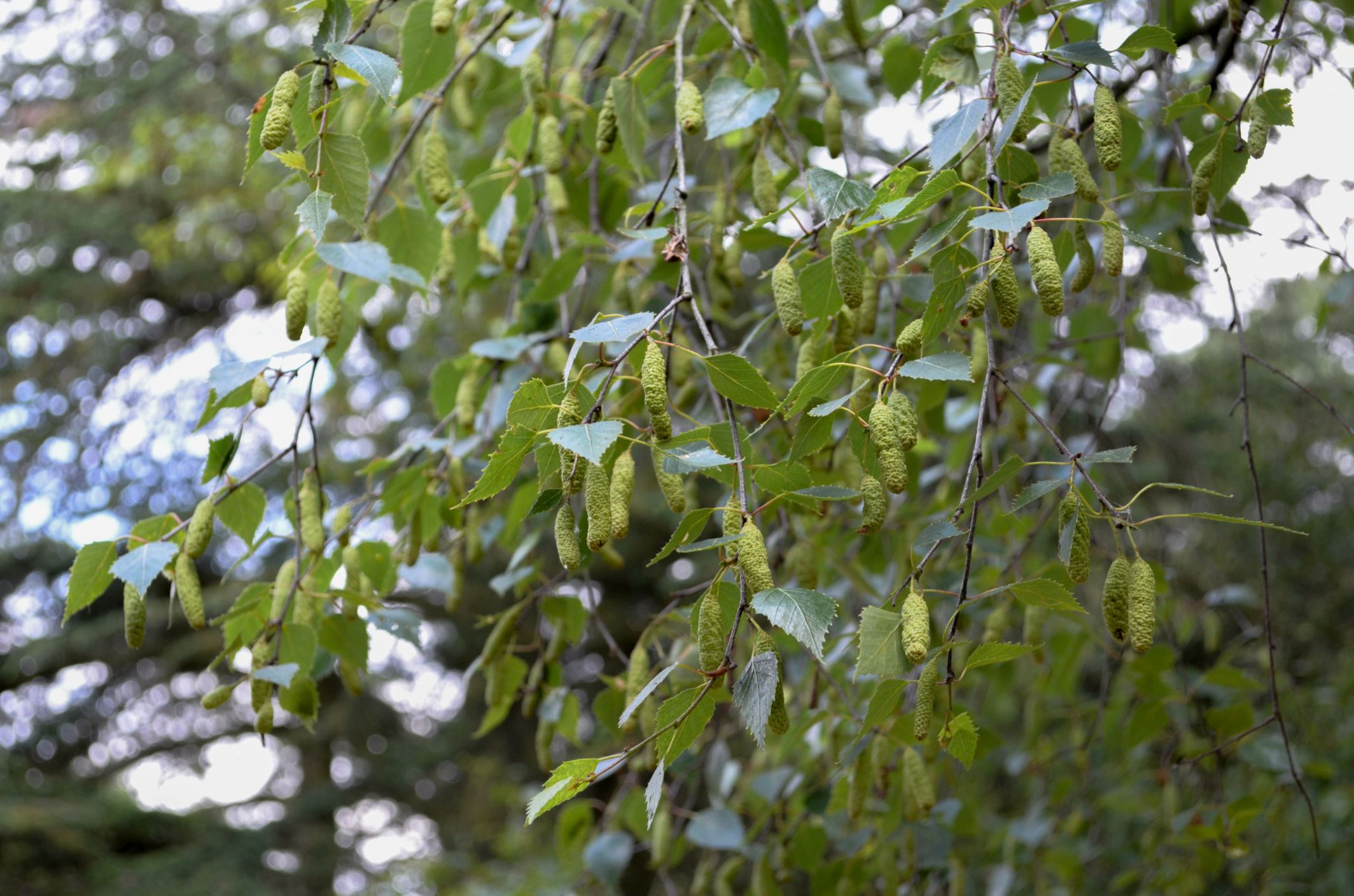 Image of Betula pendula subsp. pendula
