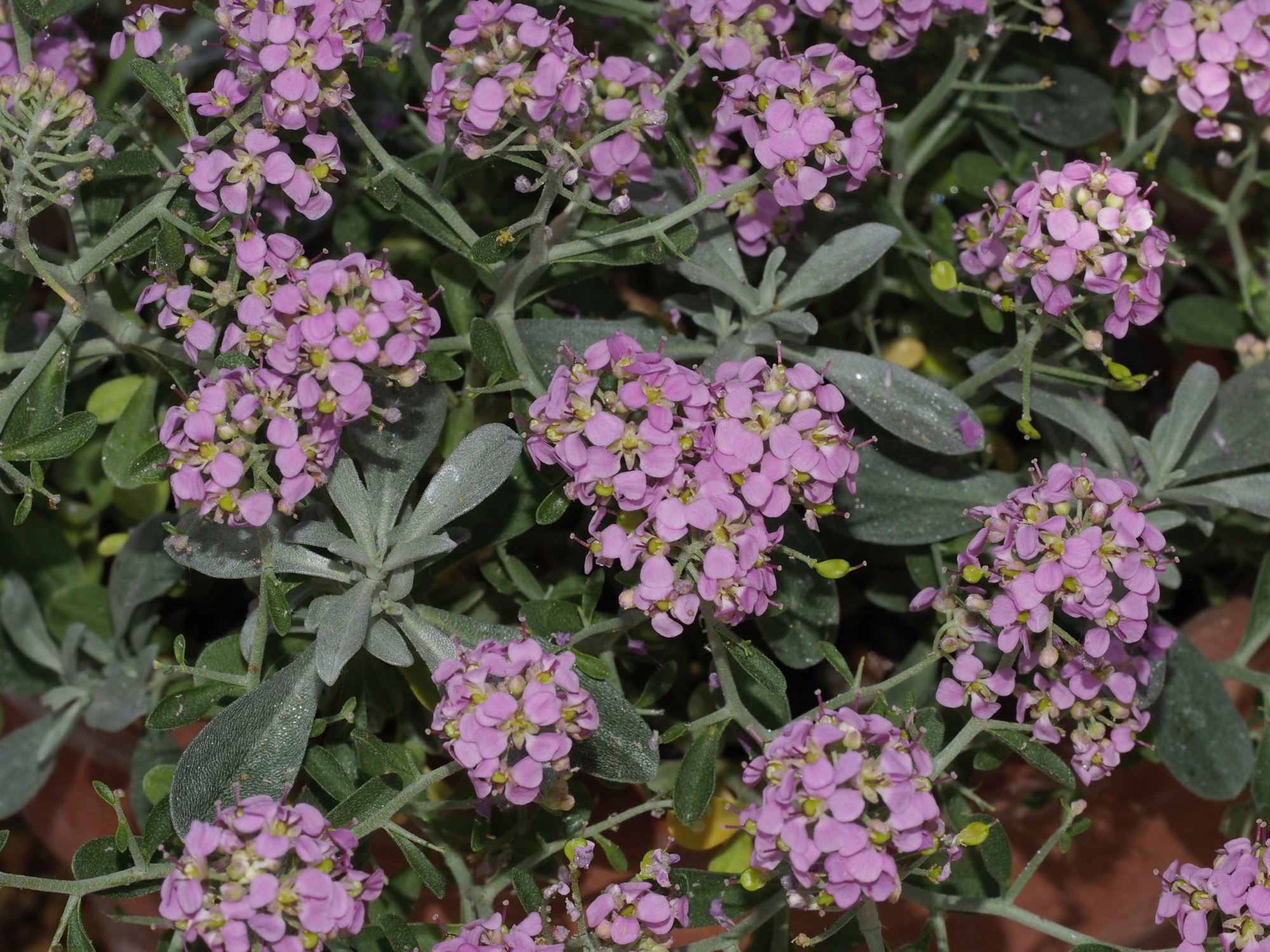 Image of Ptilotrichum spinosa 'Roseum'