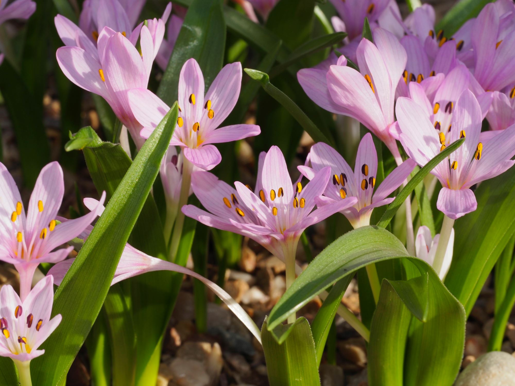 Image of Colchicum cupanii