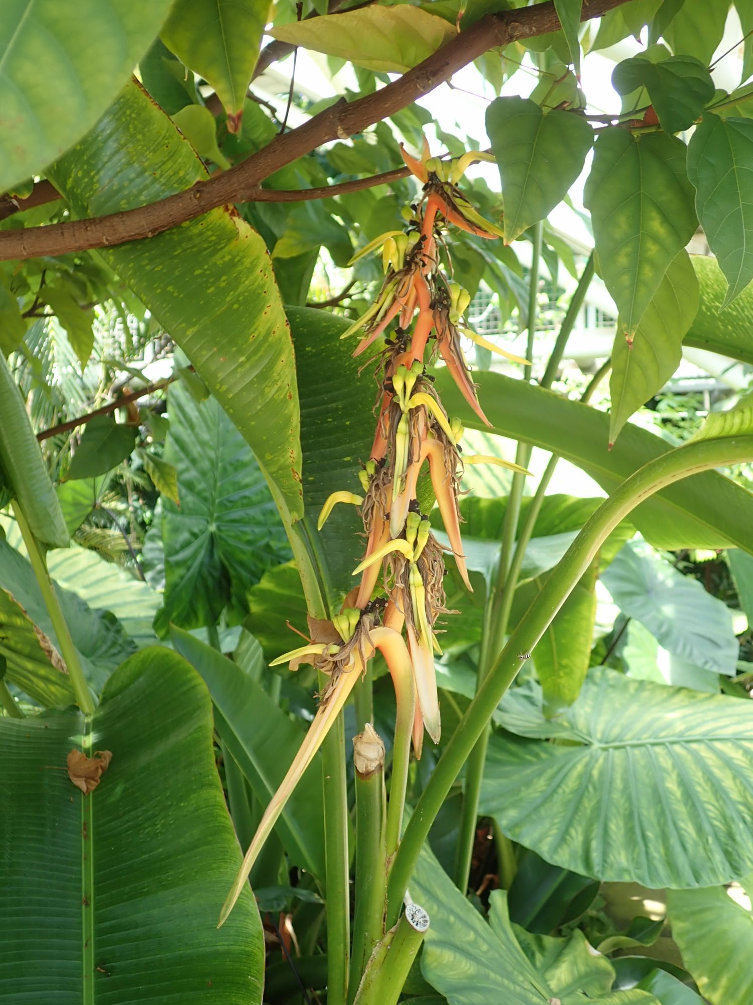 Image of Heliconia latispatha