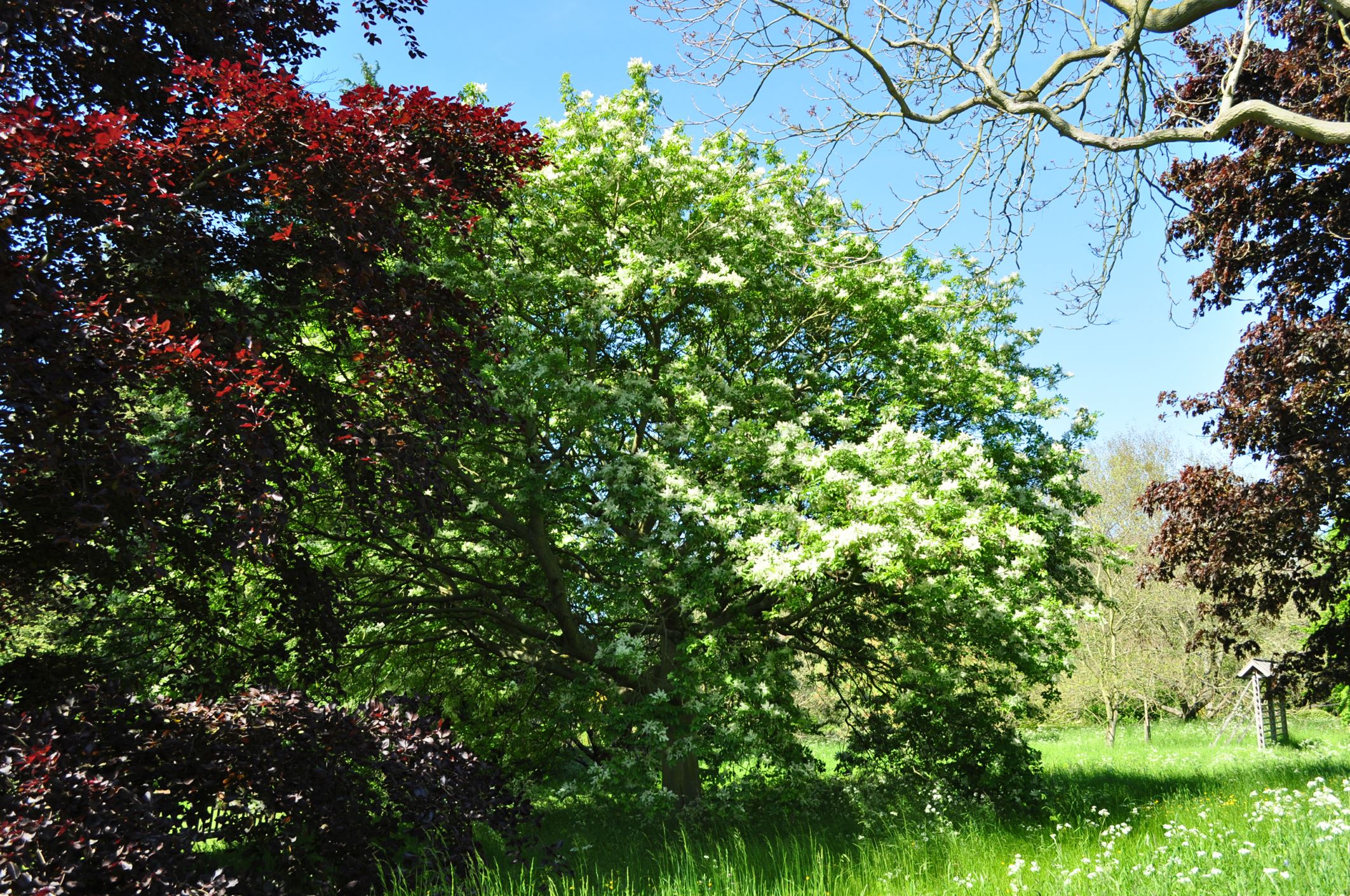 Image of Fraxinus ornus