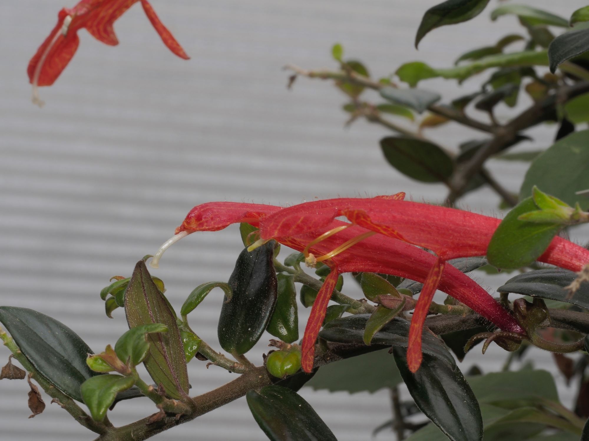 Image of Columnea Ã— banksii