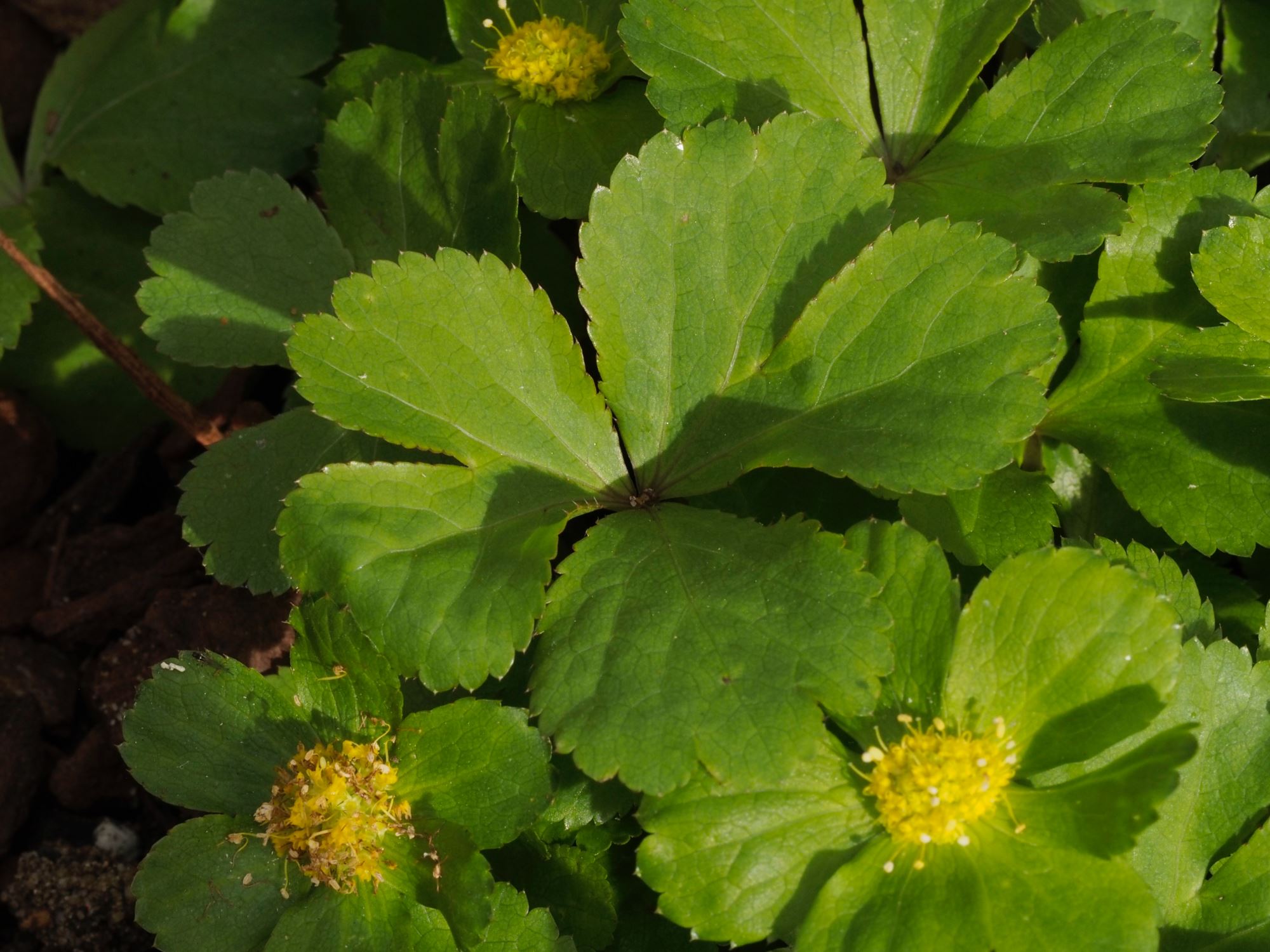 Image of Sanicula epipactis