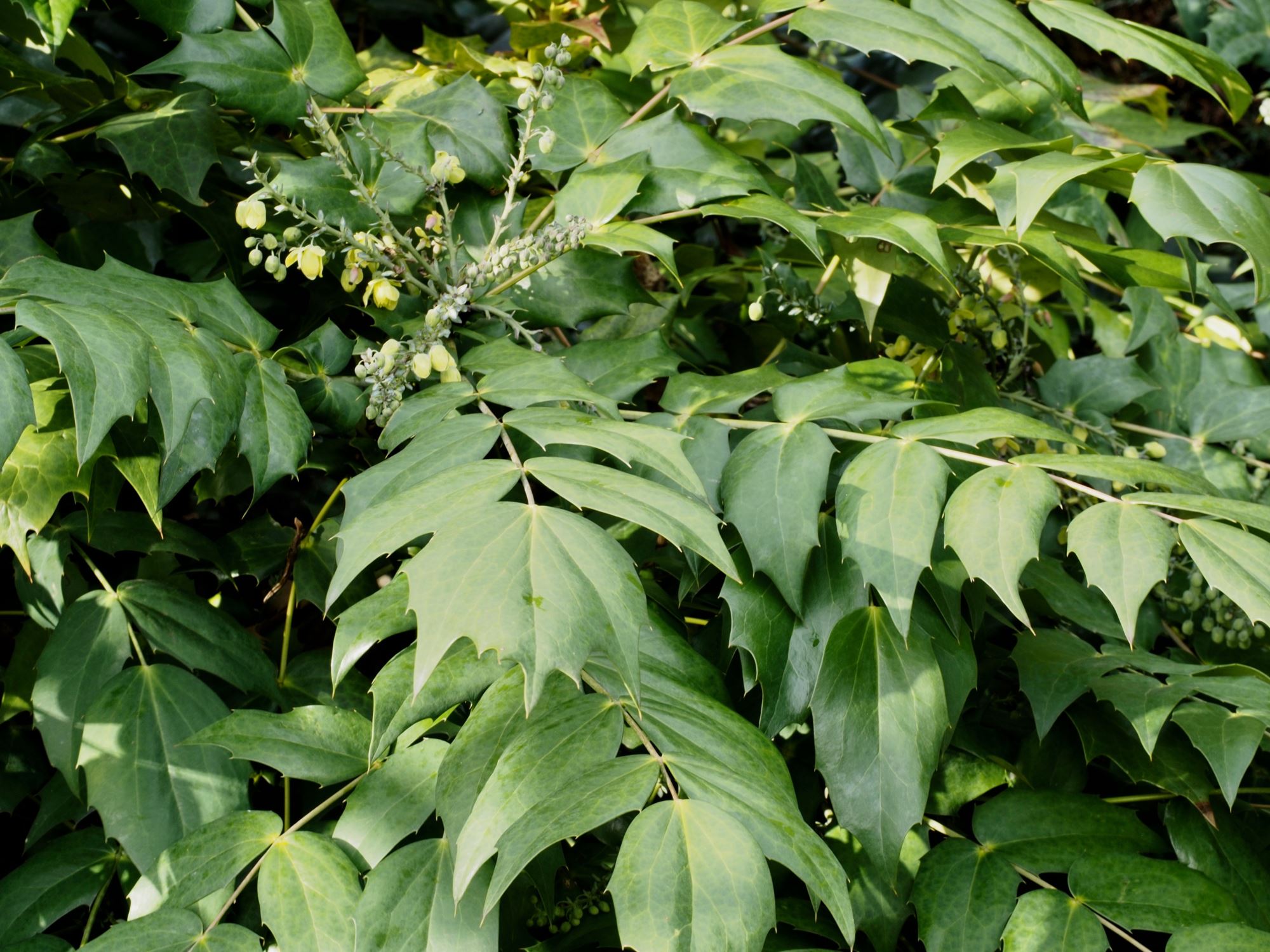 Image of Mahonia japonica 'Hiemalis'